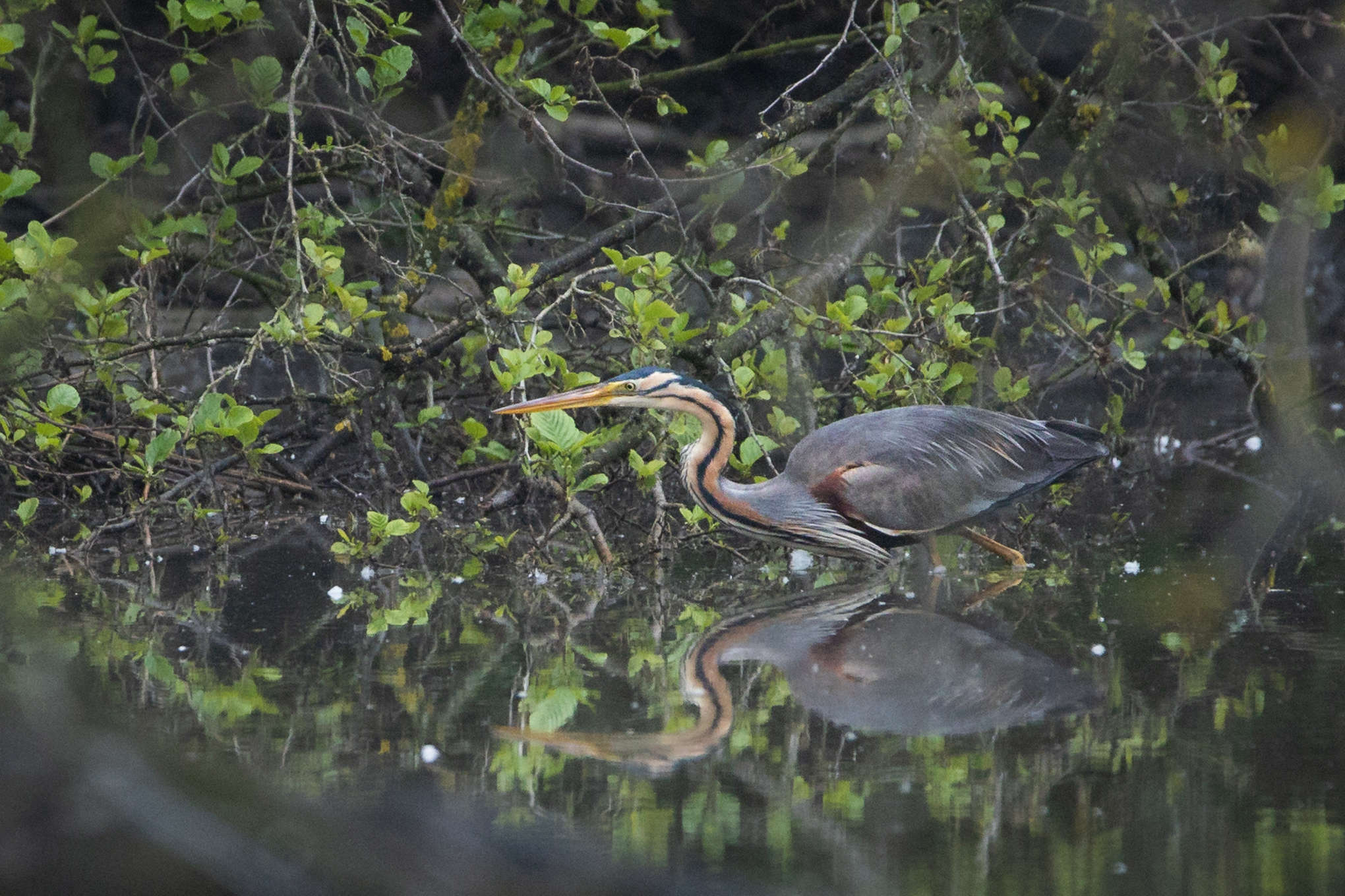 Purple heron
