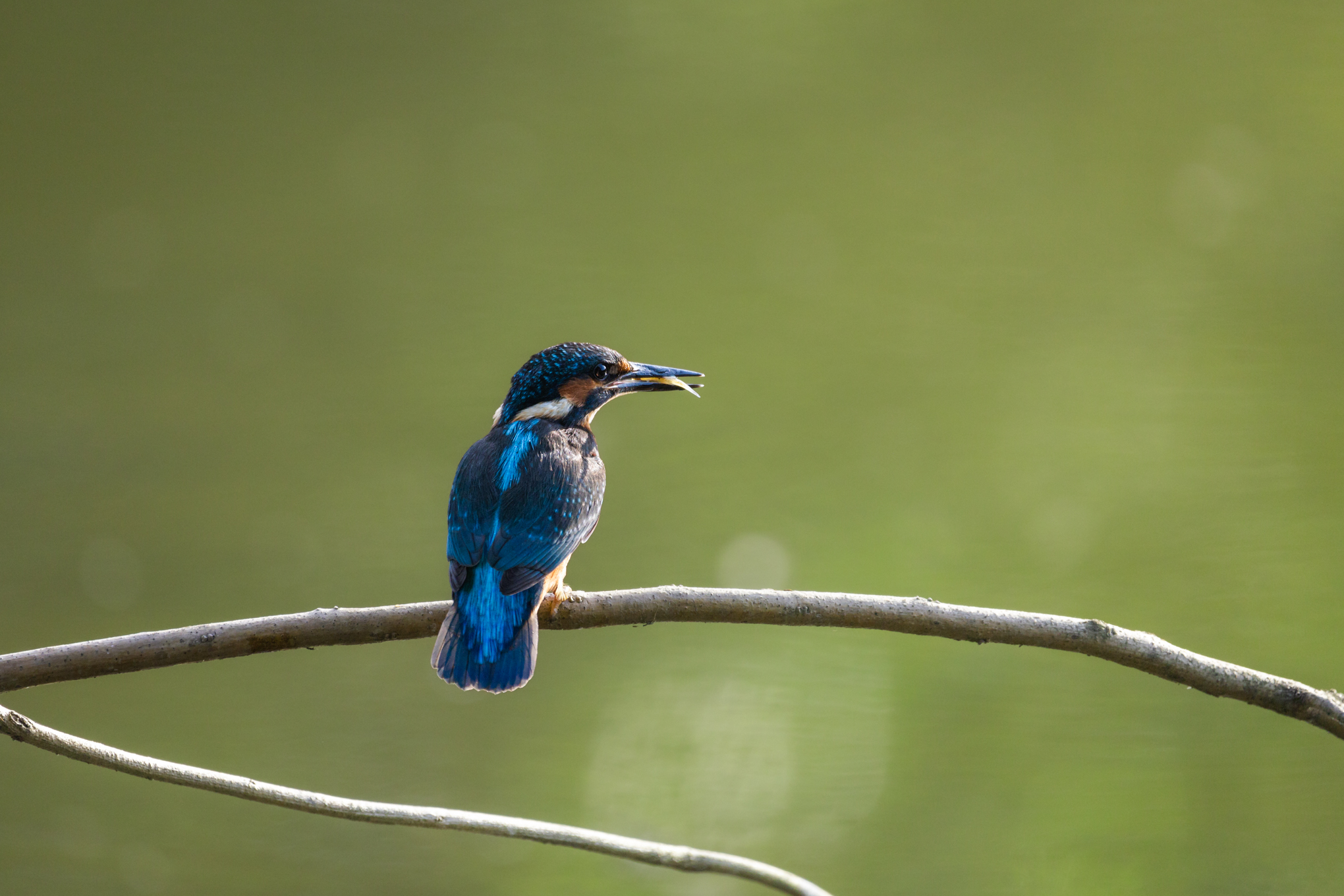 Kingfisher