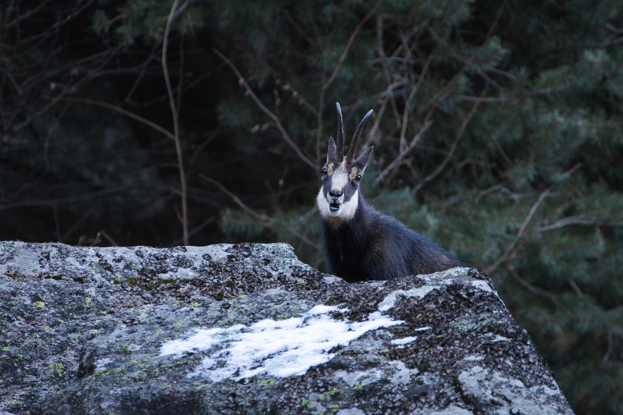 Chamois