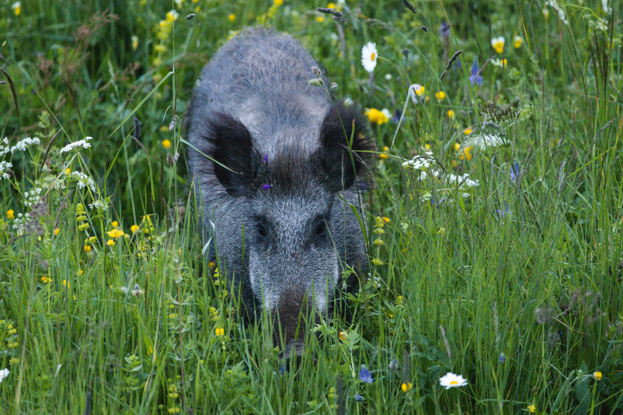 Wild boar