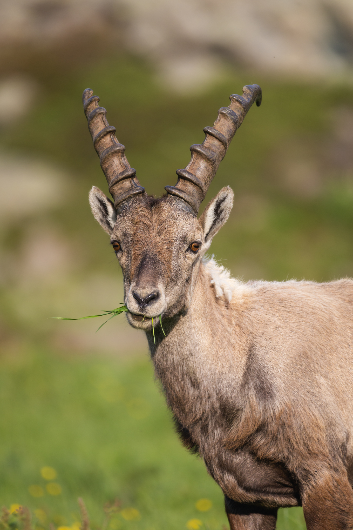 Ibex