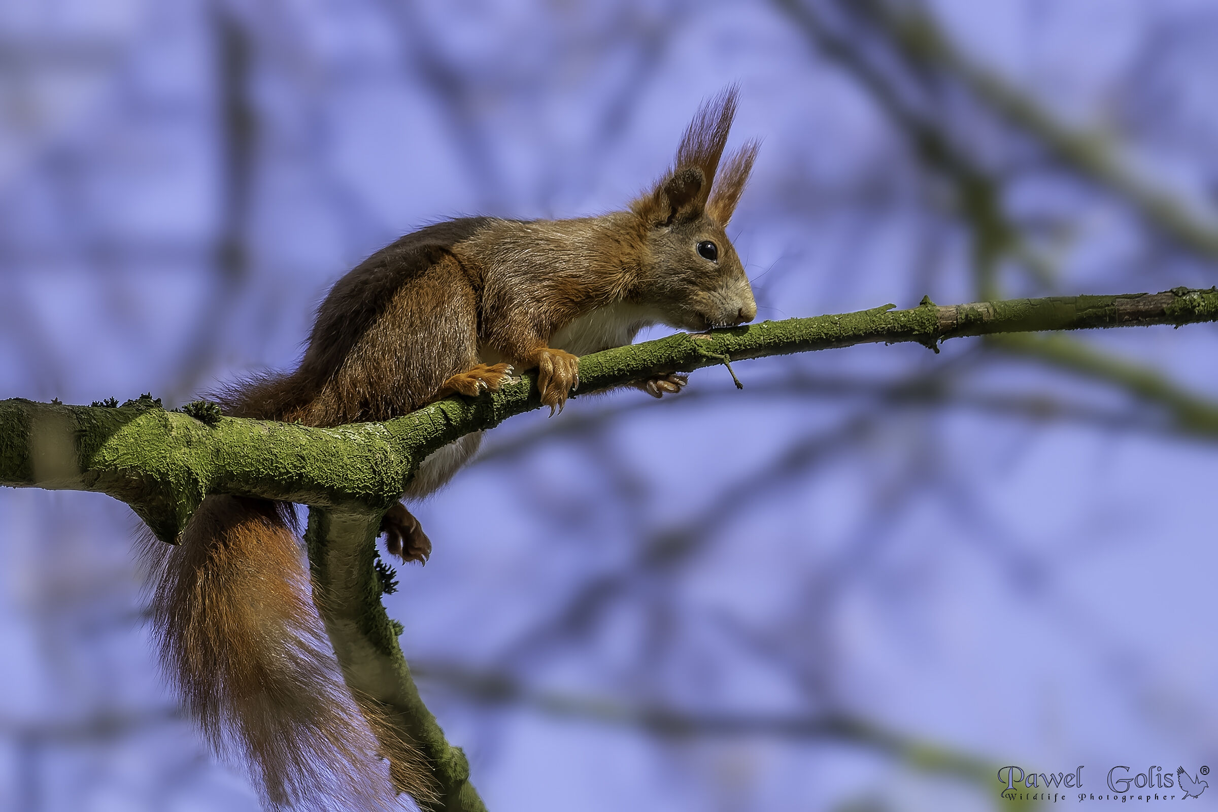 Scoiattolo rosso (Sciurus vulgaris)