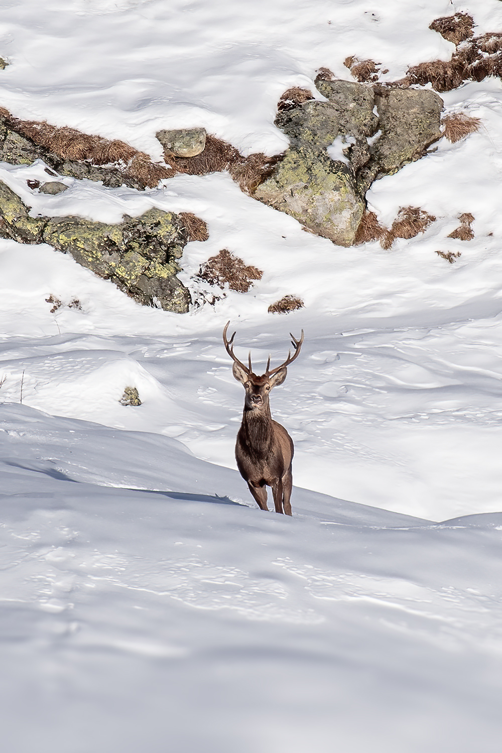 La solitudine del Re