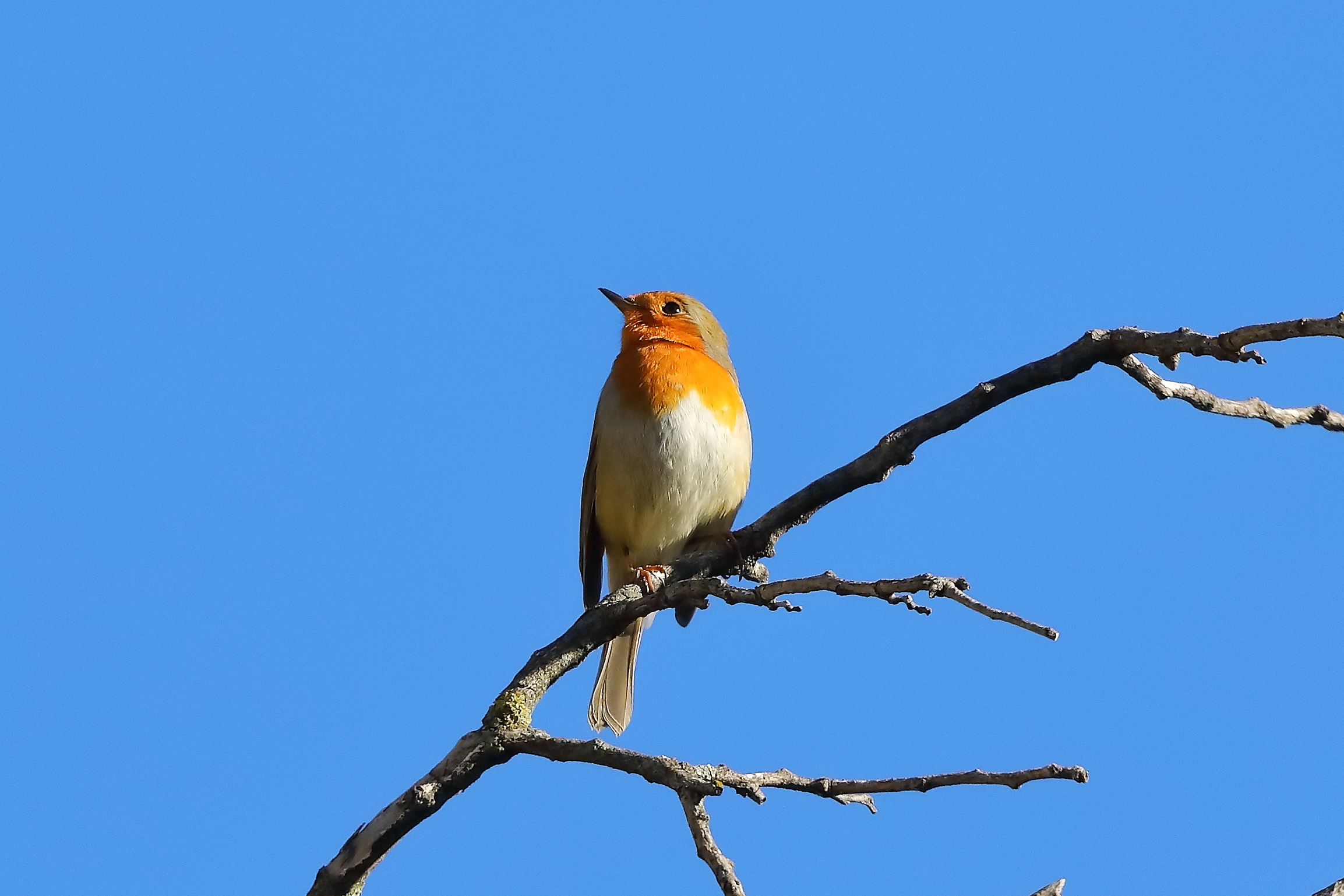 Robin 05-11-2023