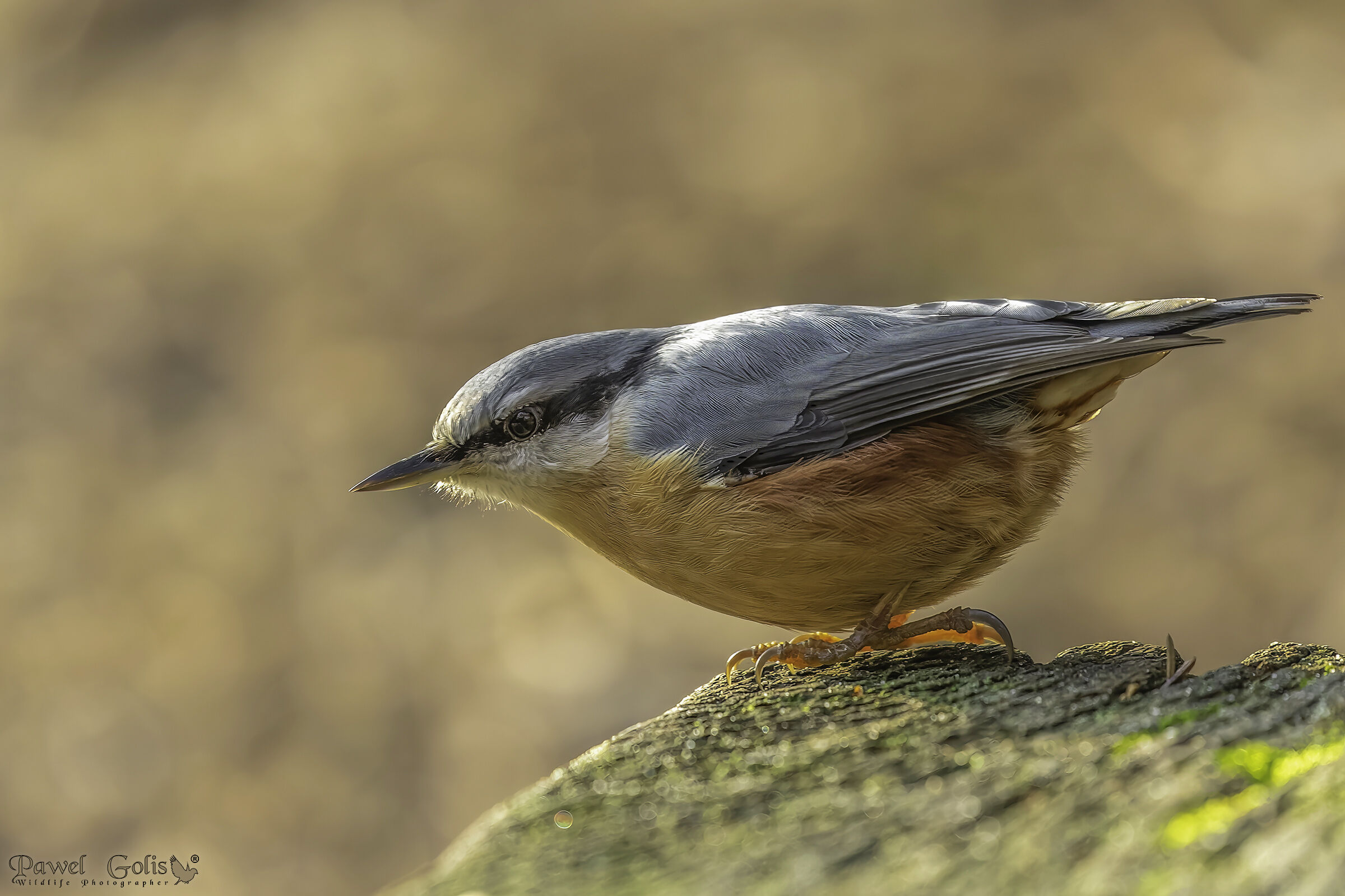 Picchio muratore (Sitta europaea)
