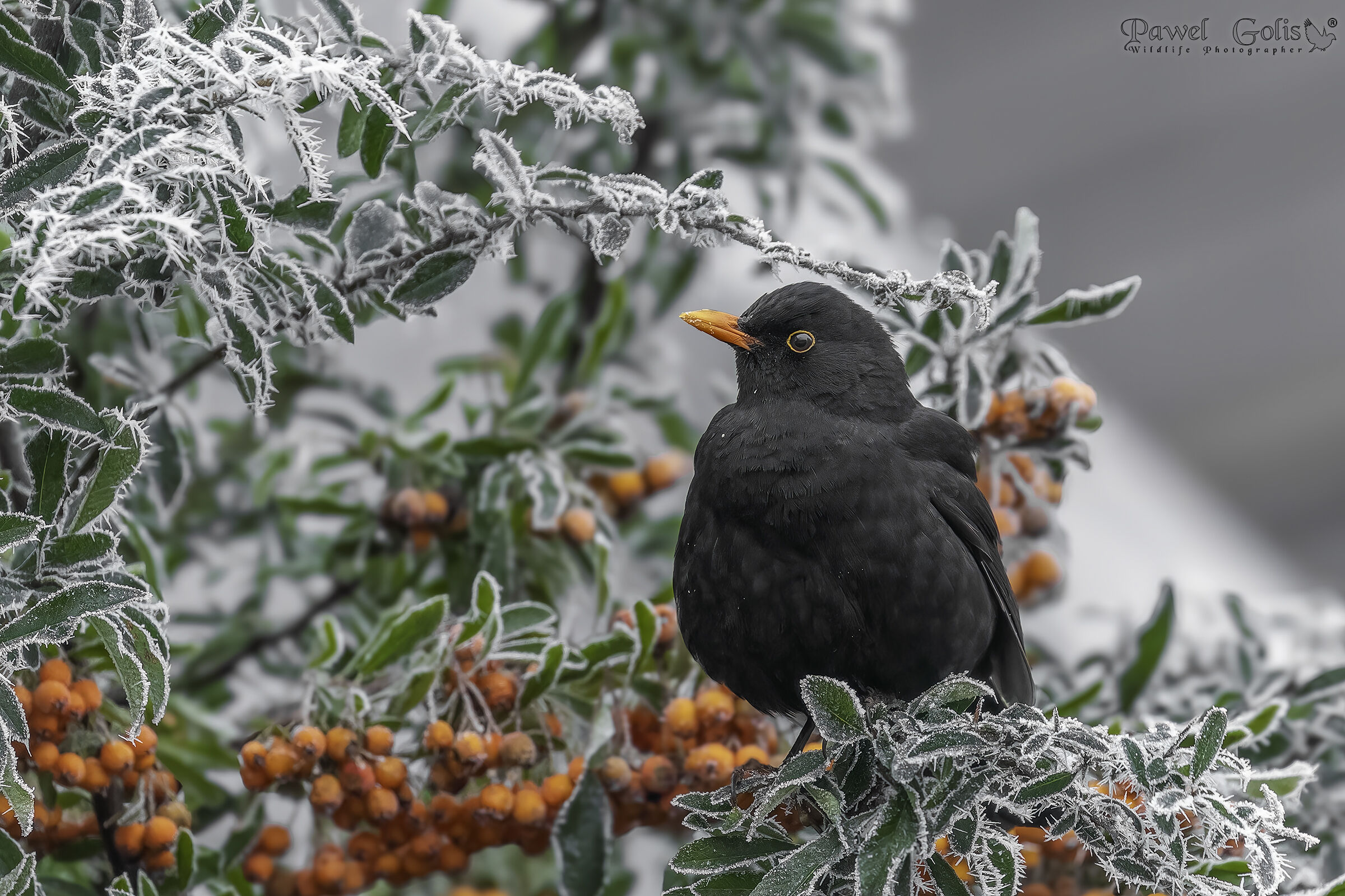 Merlo comune (Turdus merula)