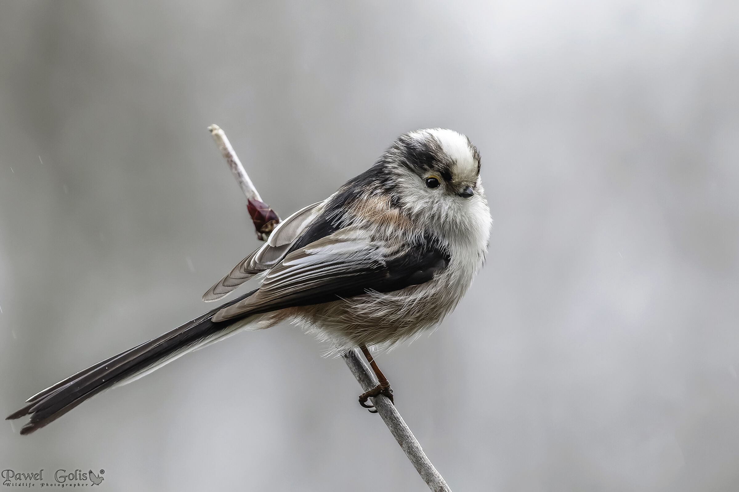 Cinciarella dalla coda lunga (Aegithalos caudatus)