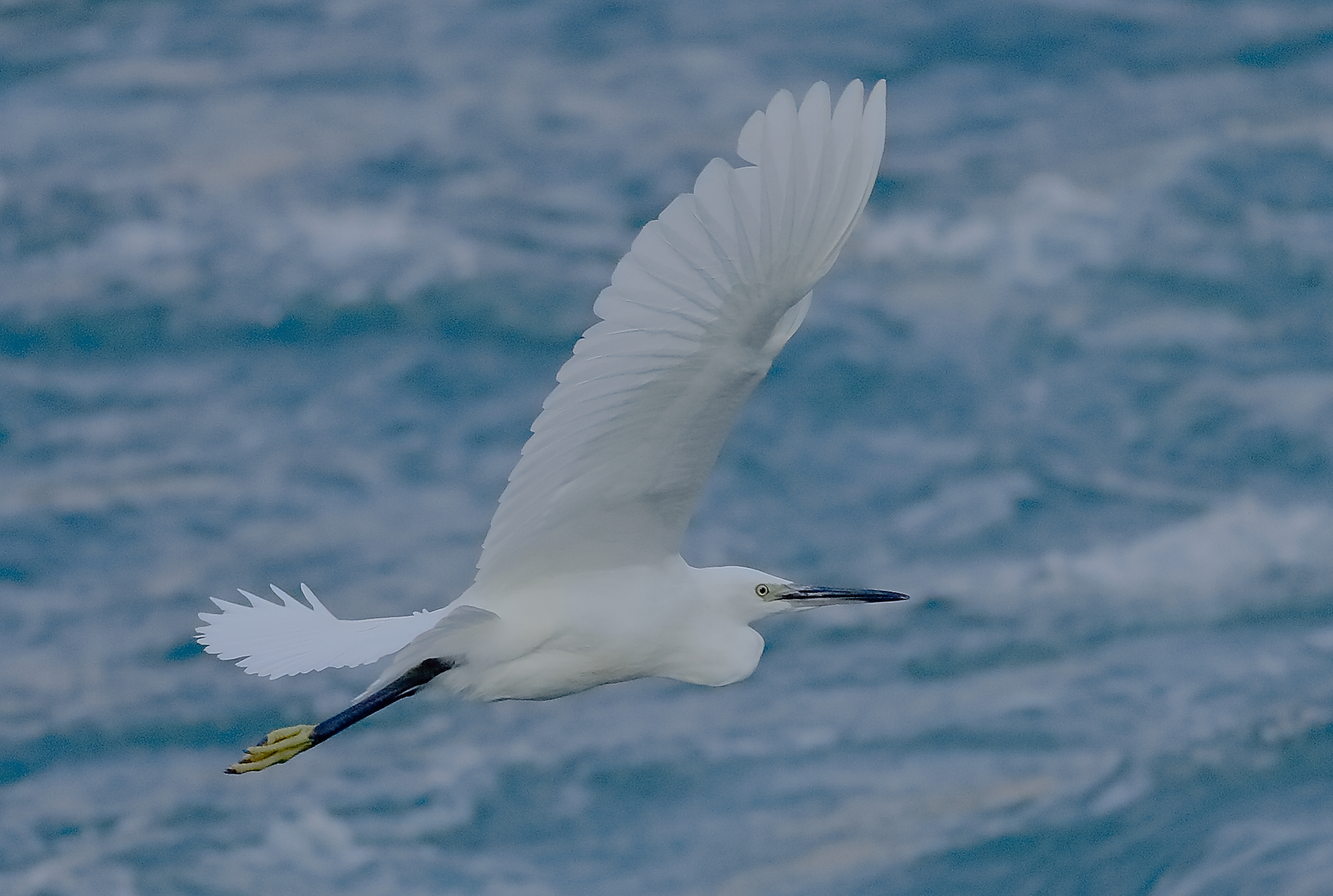 Little Egret 29-09-2023