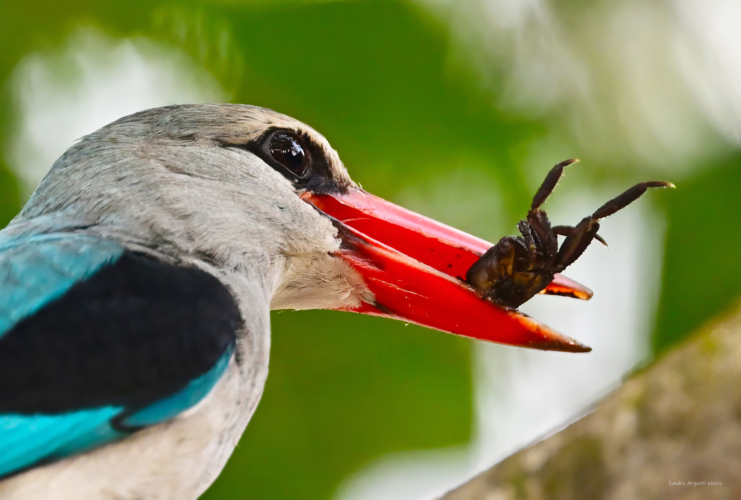 Granchio appena catturato dal Martin pescatore