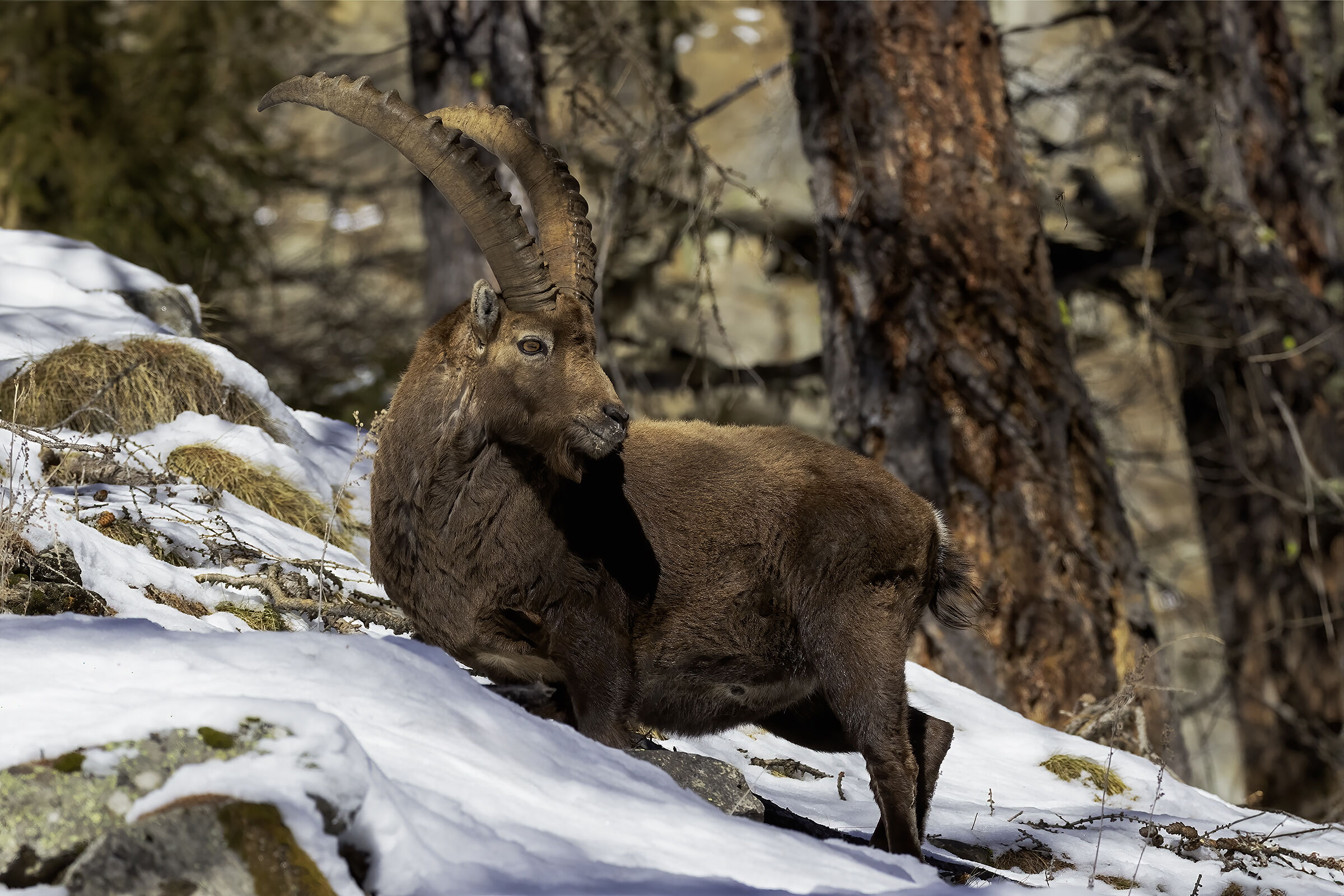 The King of the Mountain ....