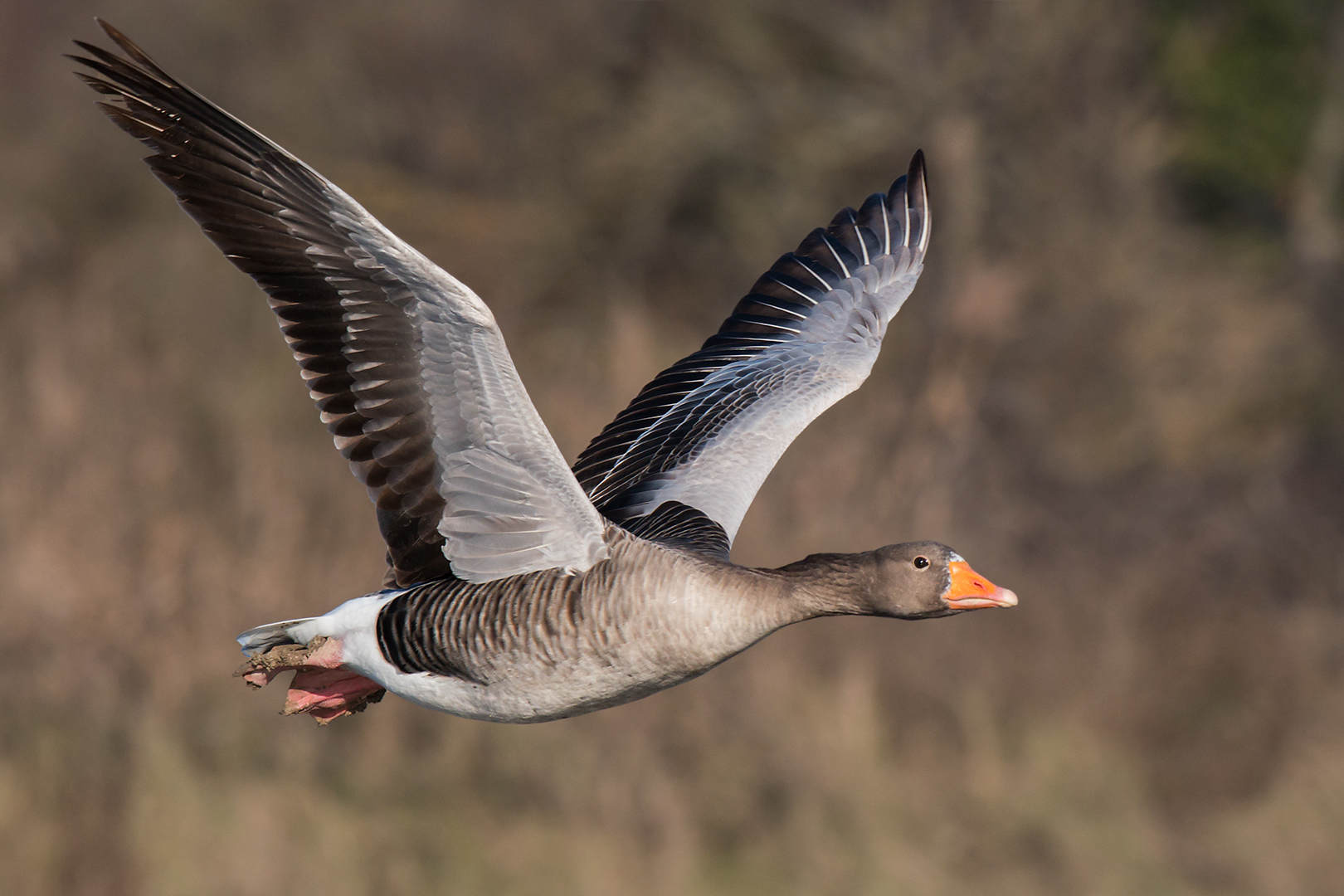 Oca selvatica in volo