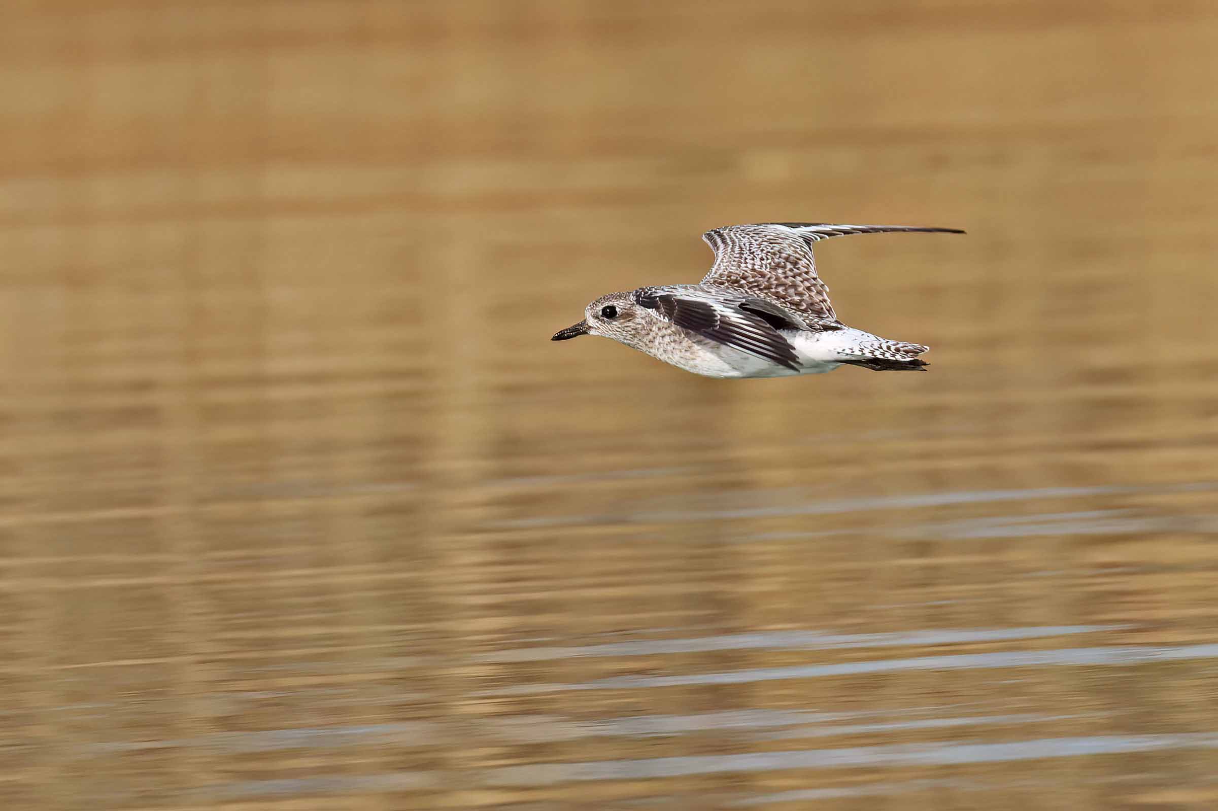 Plover, late afternoon