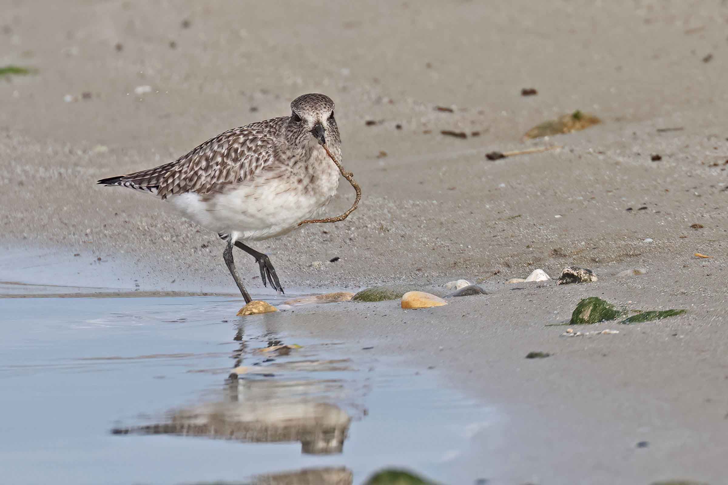 Plover with "arenicola whip"