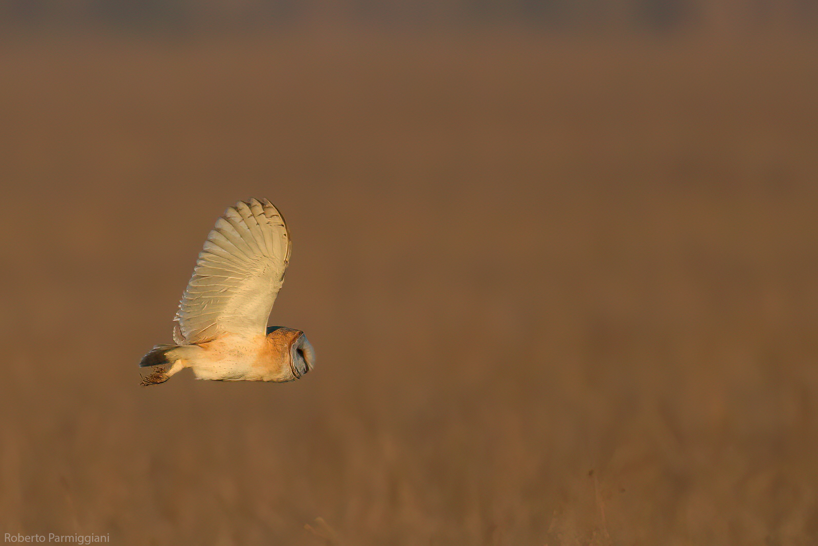 Barn owl