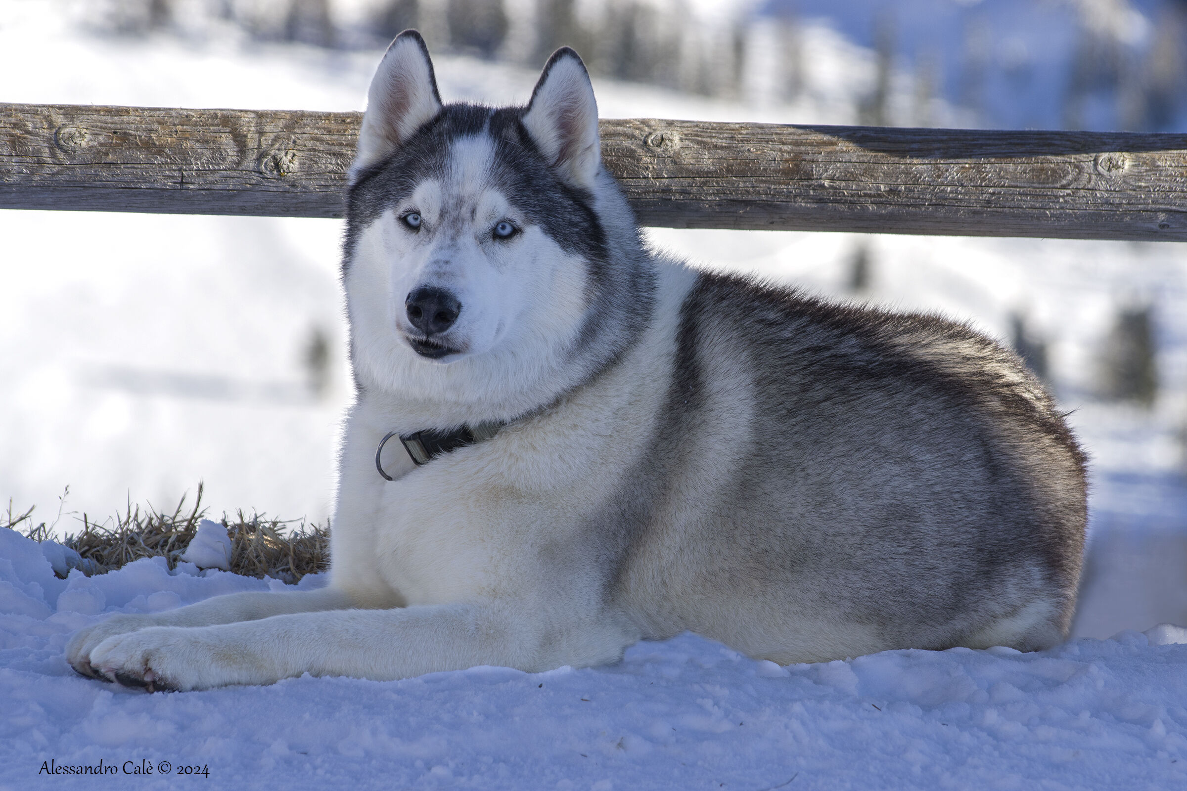 Husky nel suo ambiente 6772