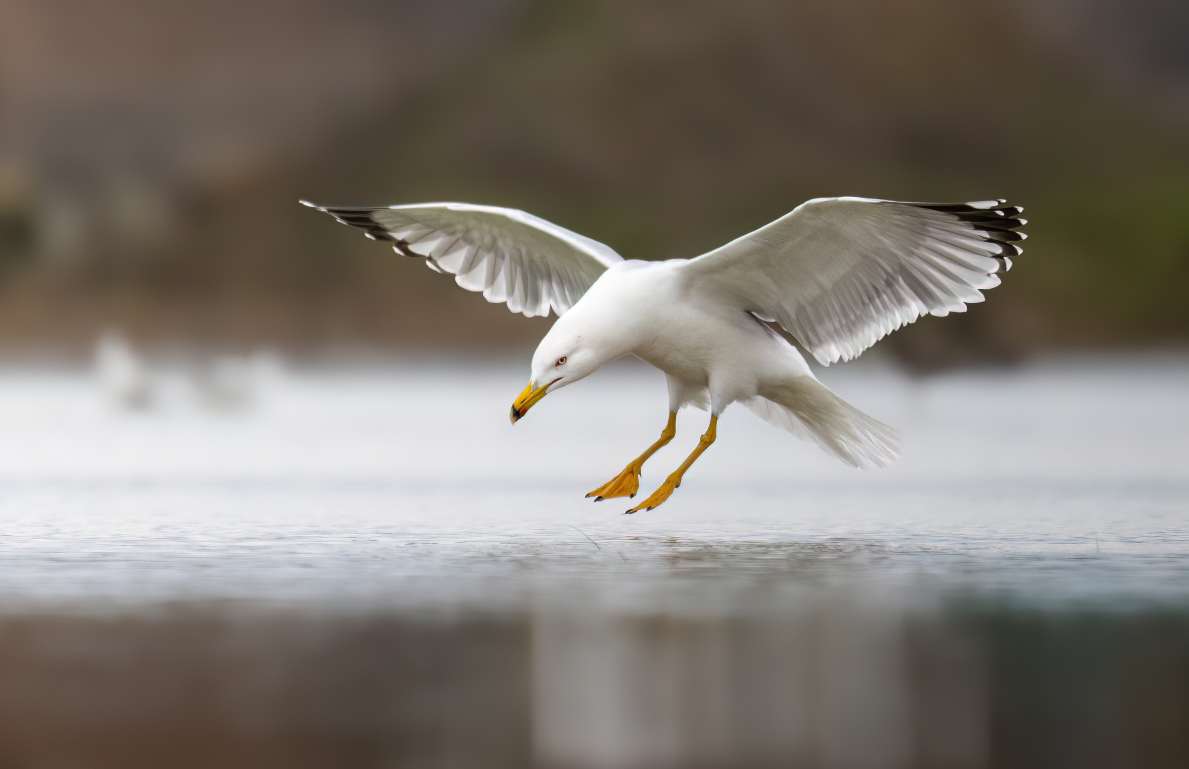 Seagull Gaze