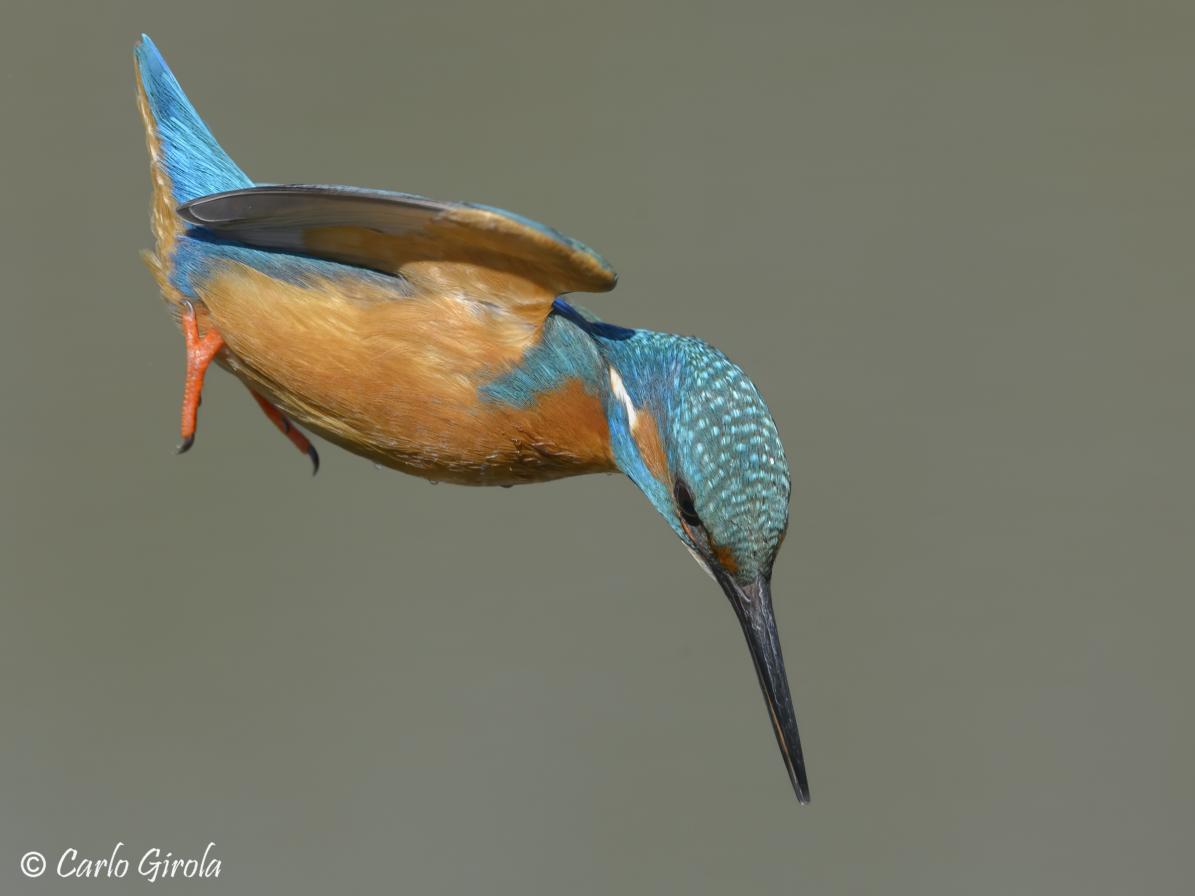 Kingfisher (Alcedo atthis)