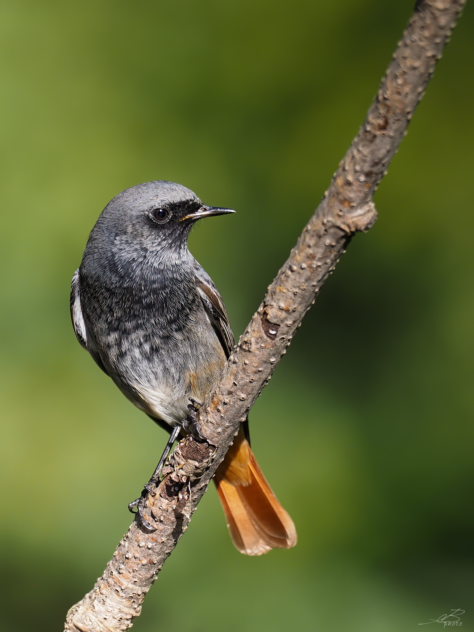 Codirosso spazzacamino