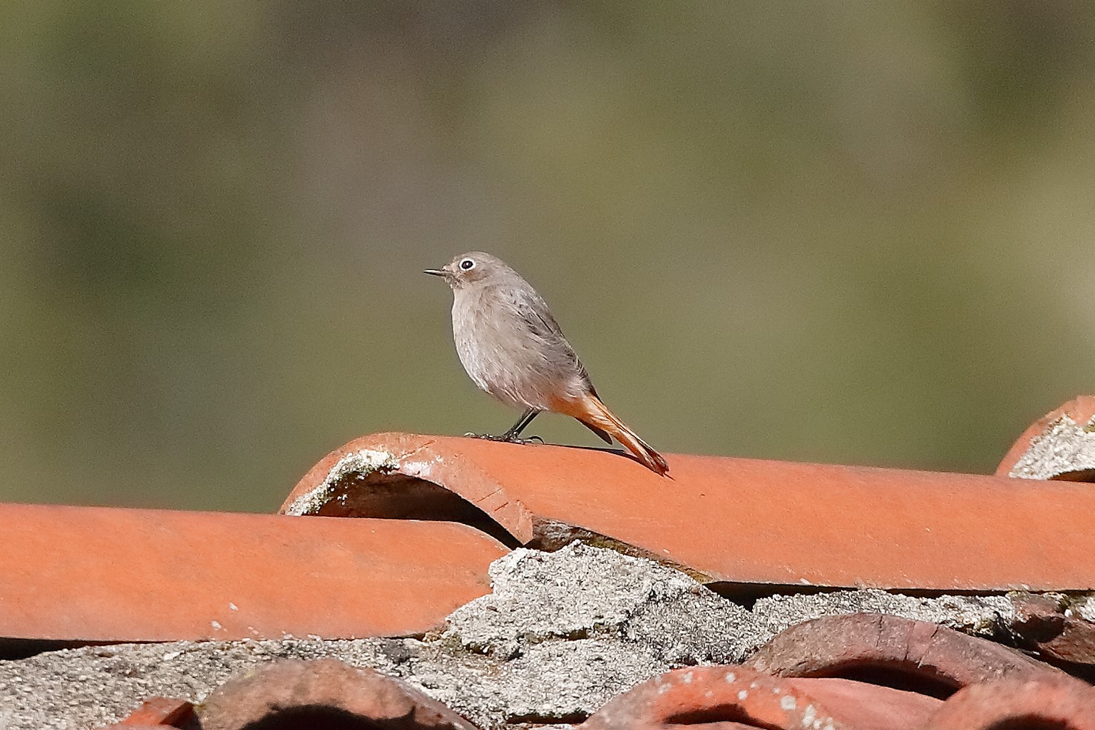 Redstart F 05-11-2023