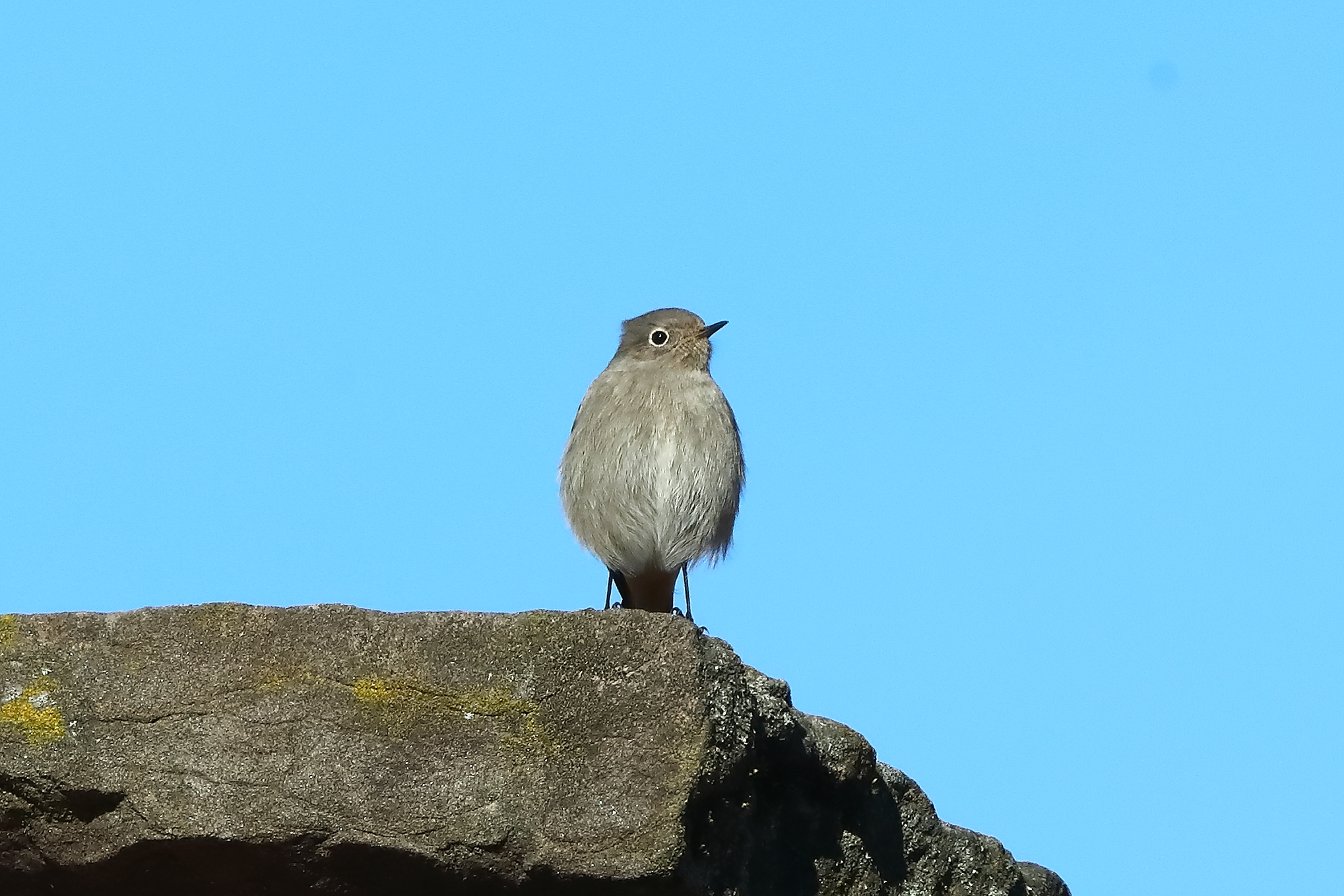 Redstart F 03-12-2023