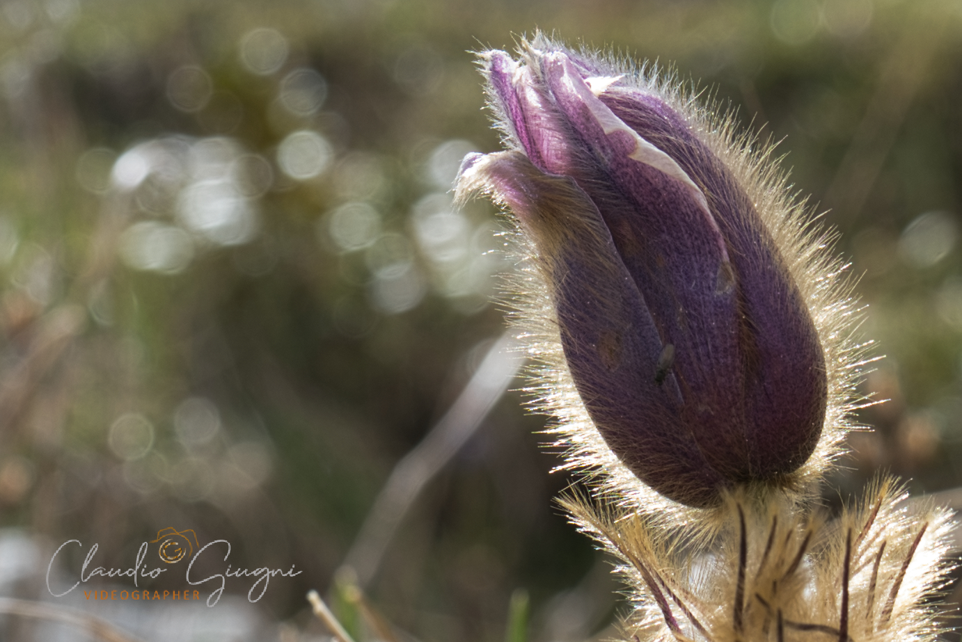 Pulsatilla