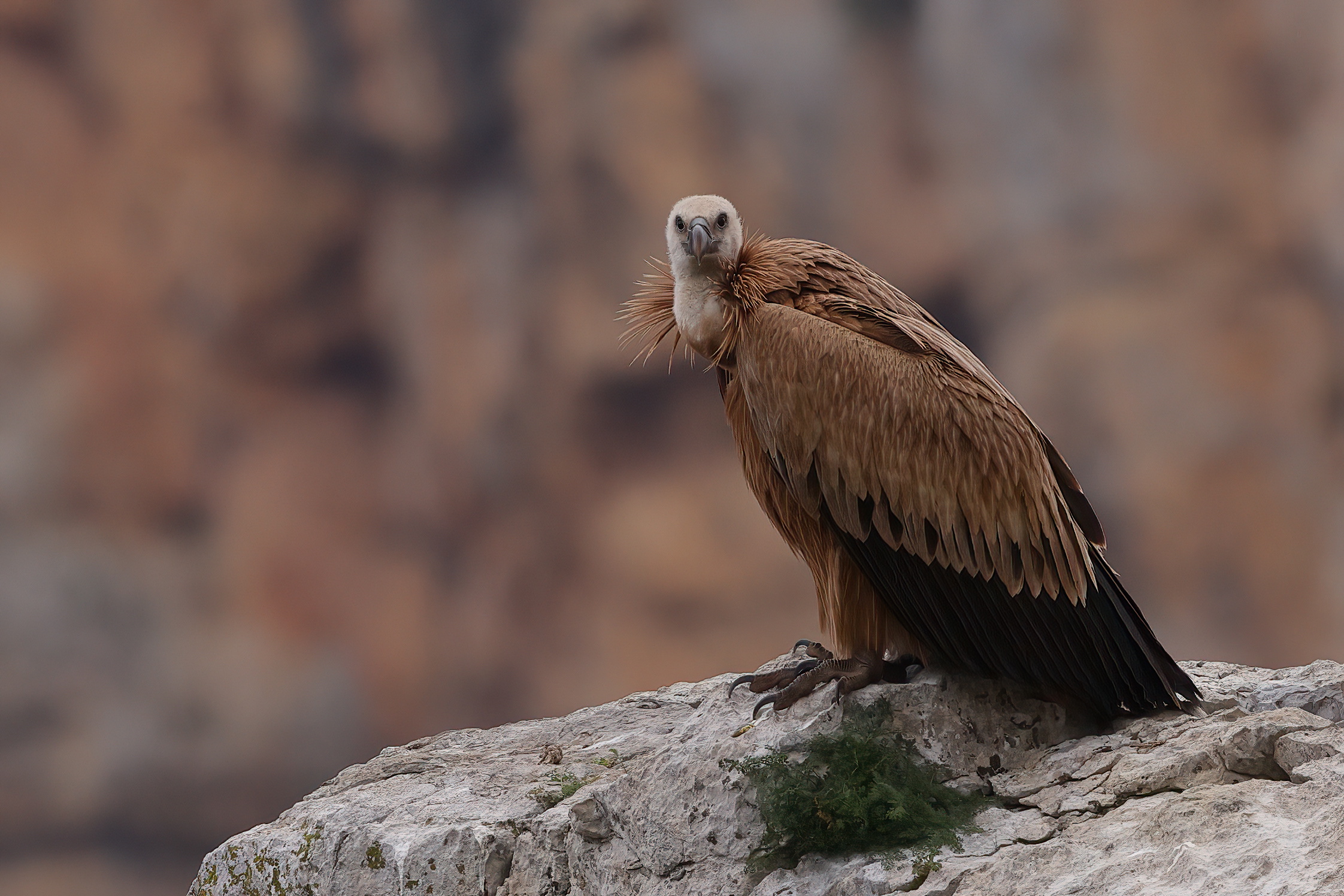 Il signore del canyon