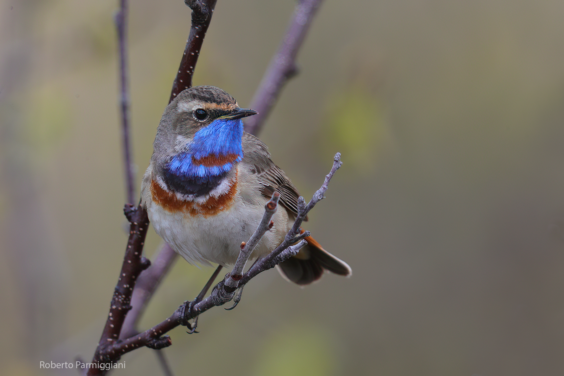 Pettazzurro (livrea estiva)