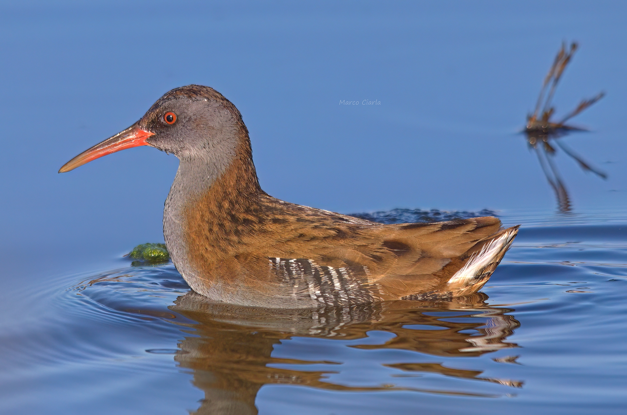 Porciglione (Rallus aquaticus)