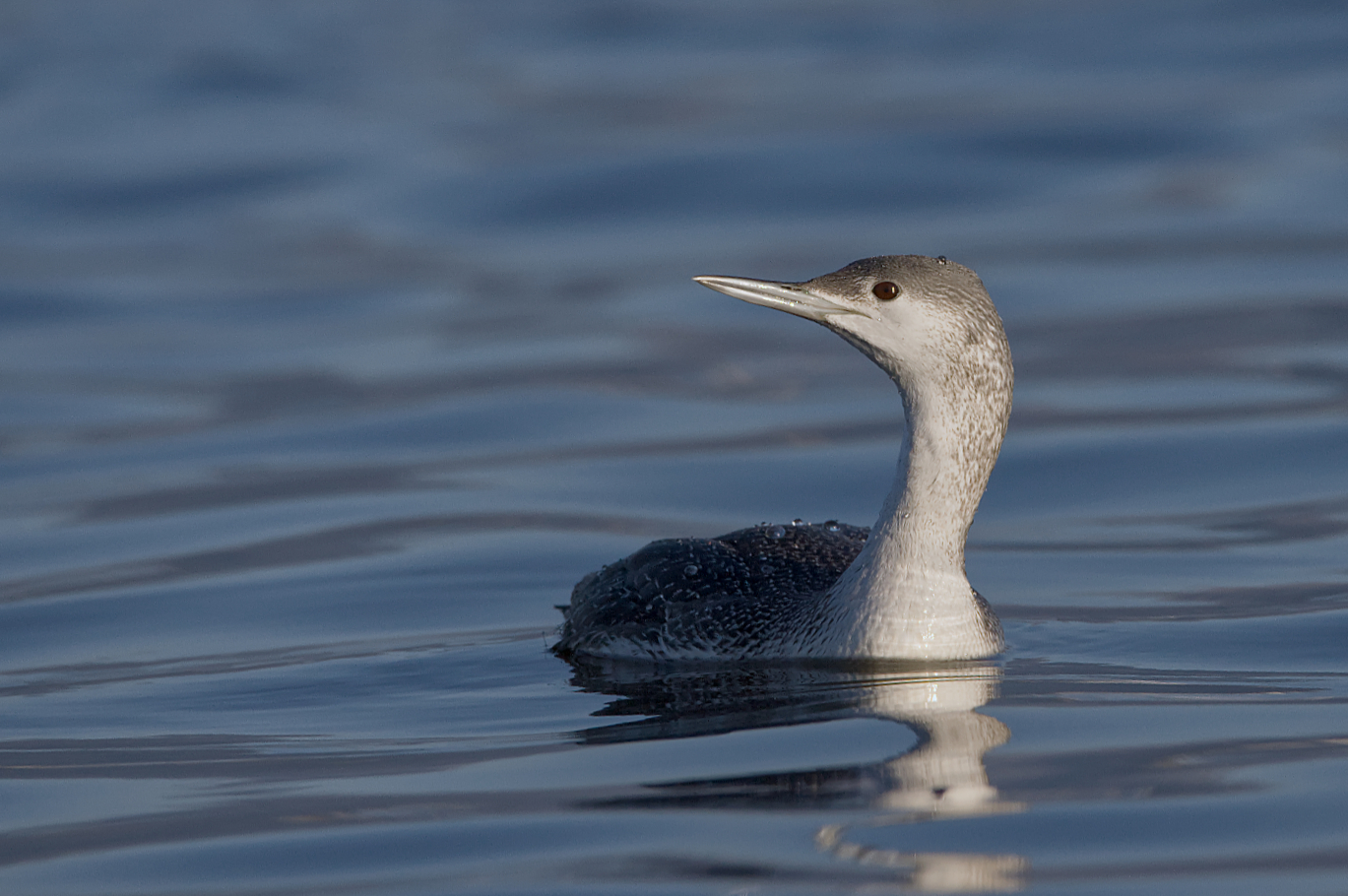 Red-throated diver