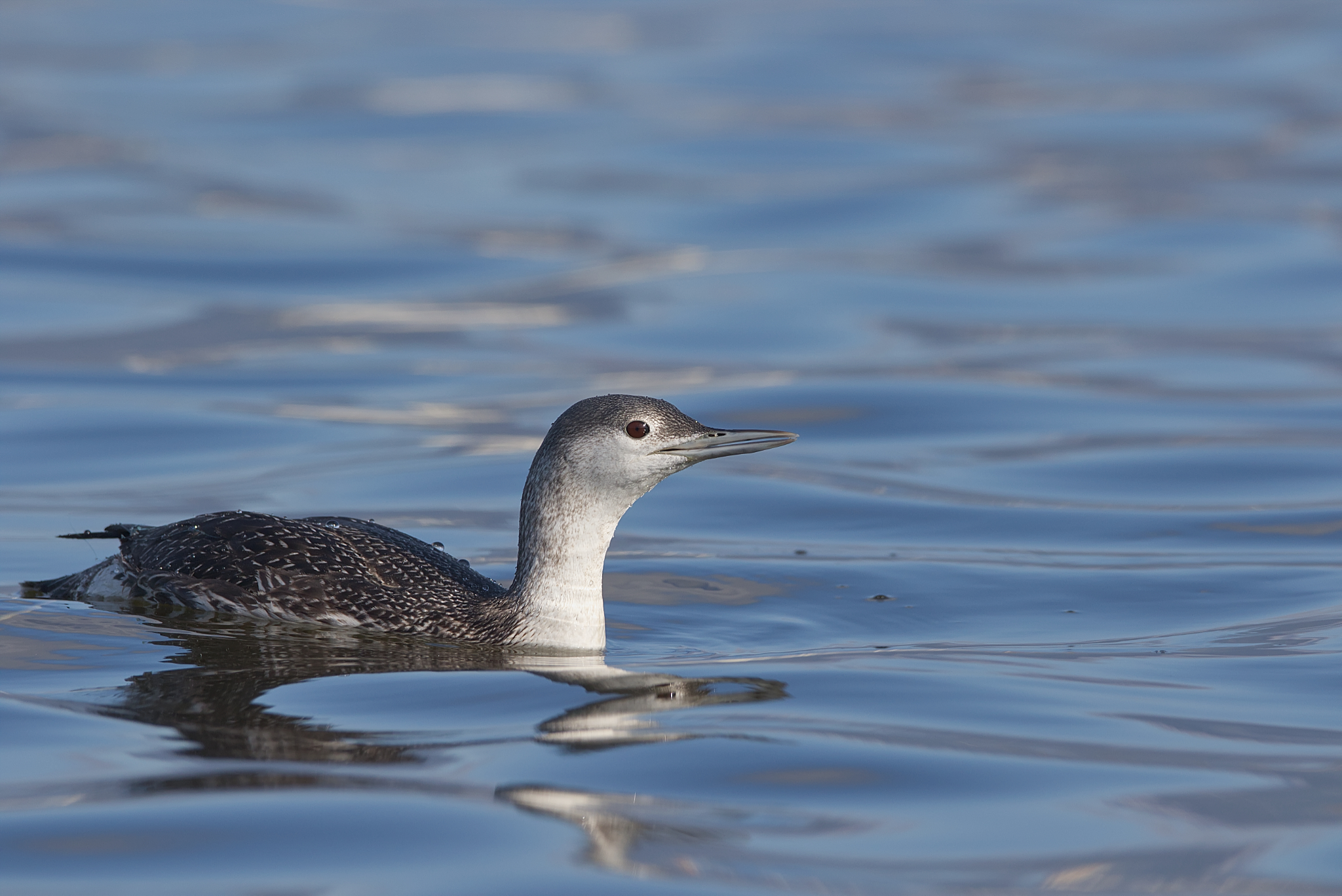 Red-throated diver