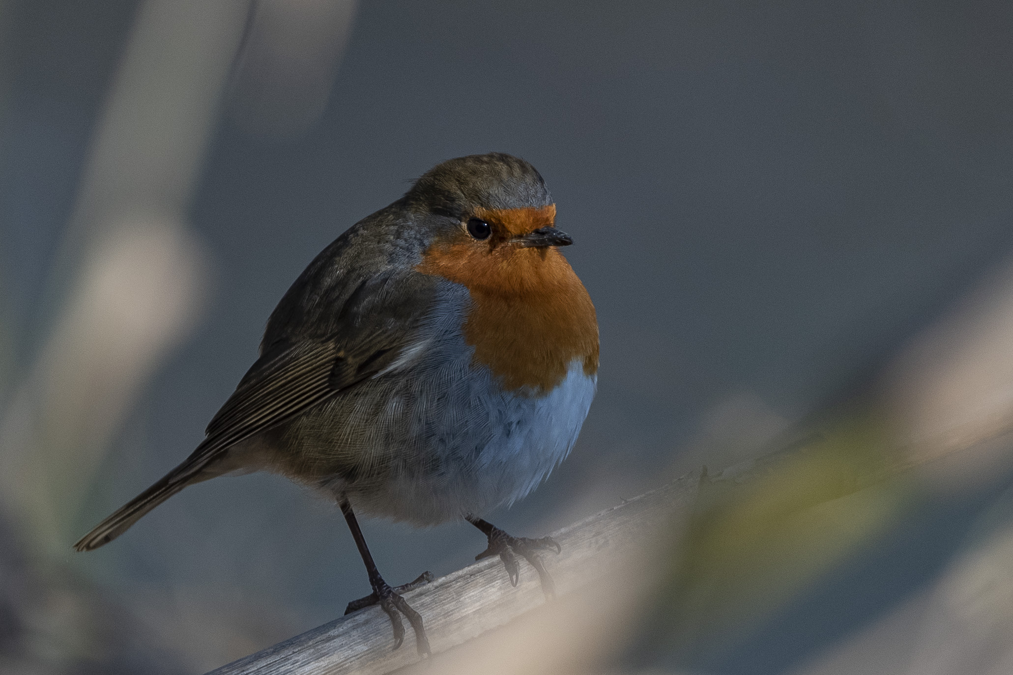 Obese robin