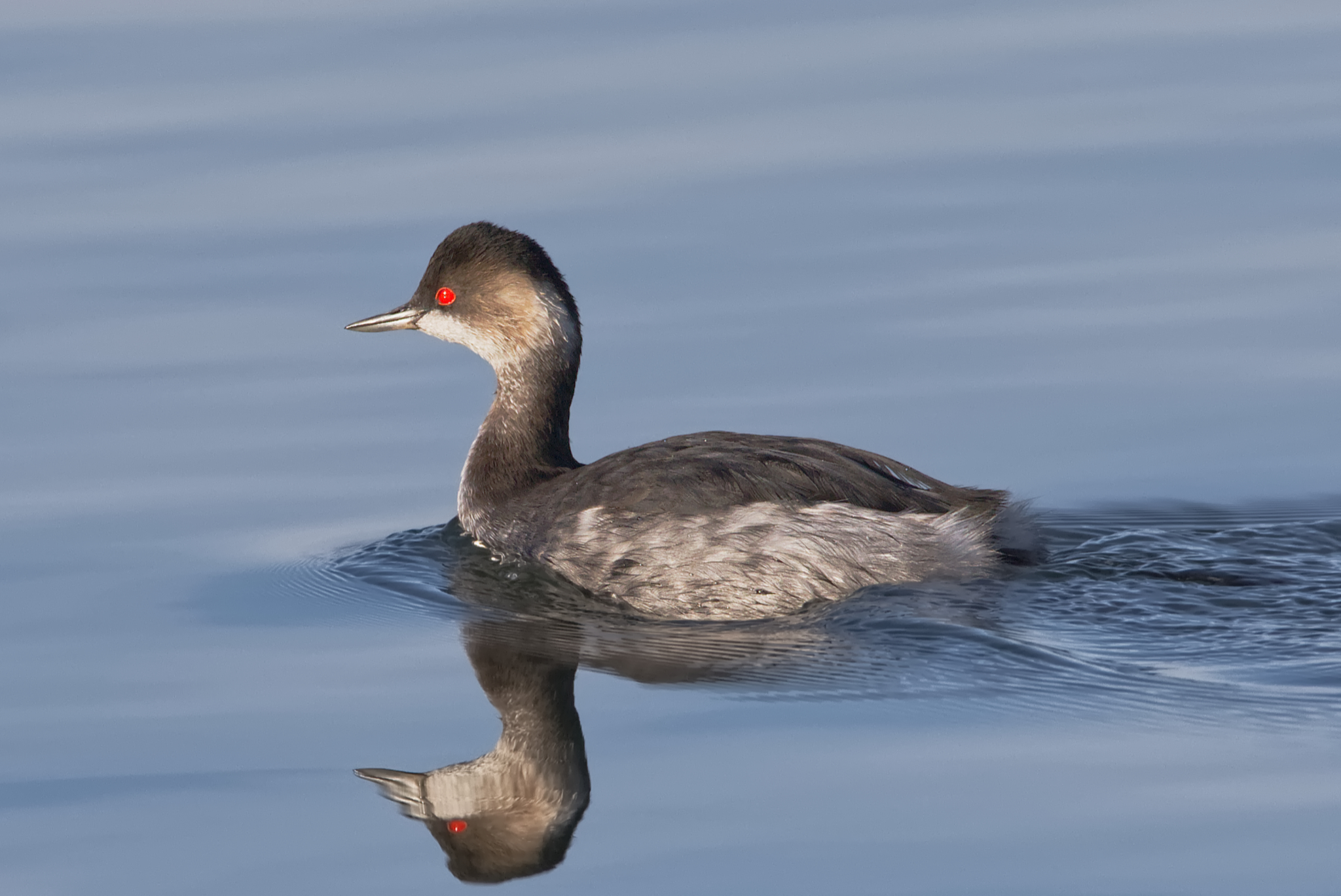 Black-necked grebe