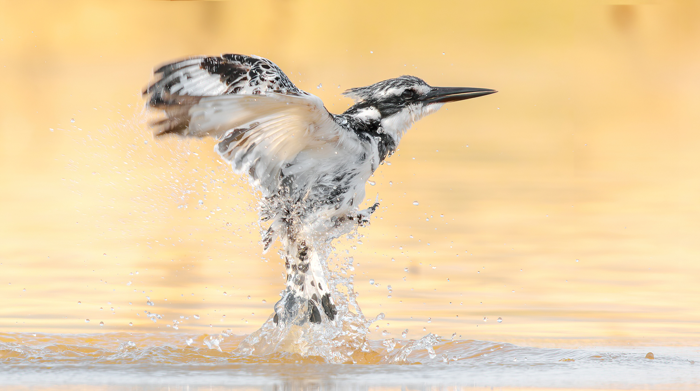 Martin pescatore magico