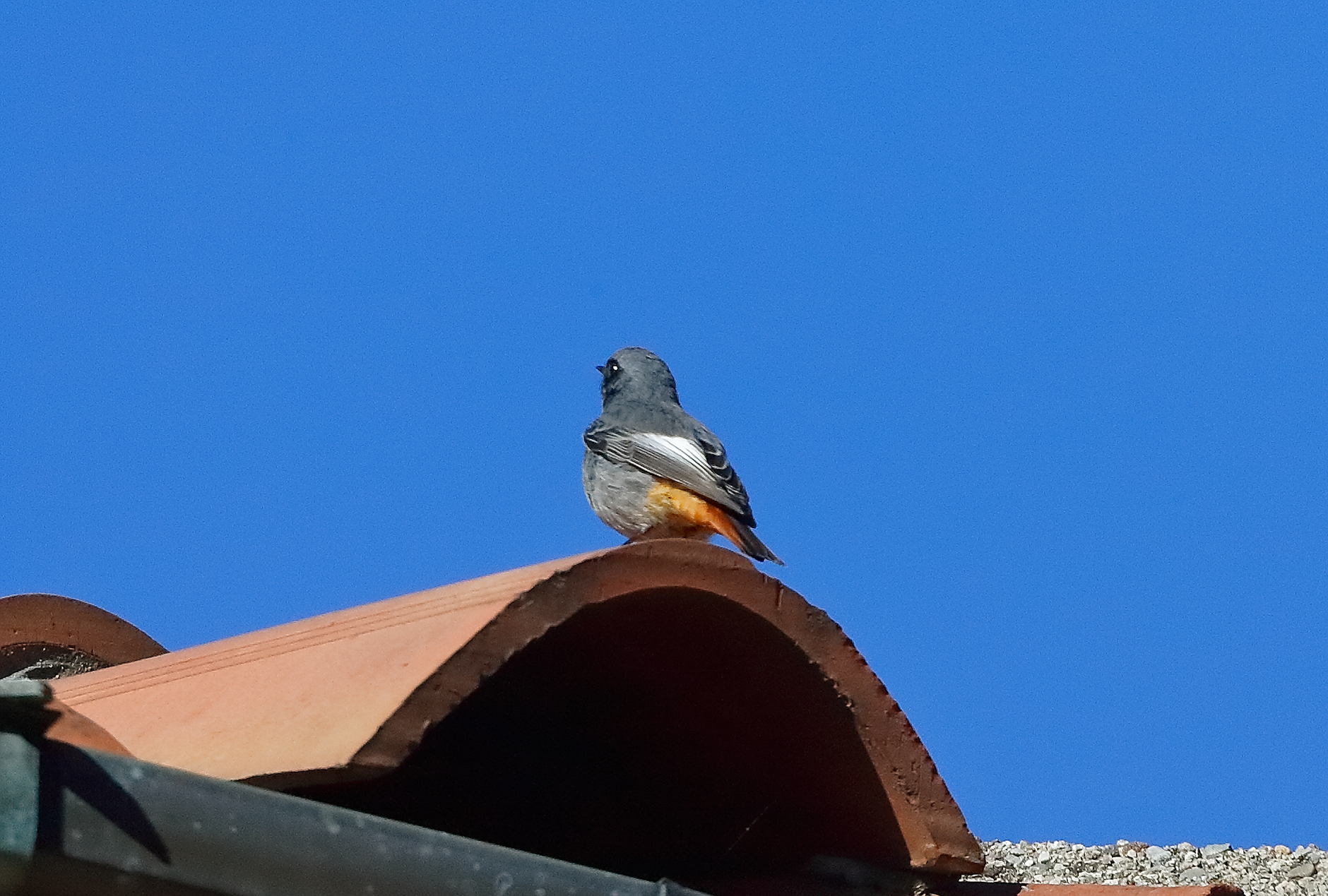 Redstart M 05-11-2023