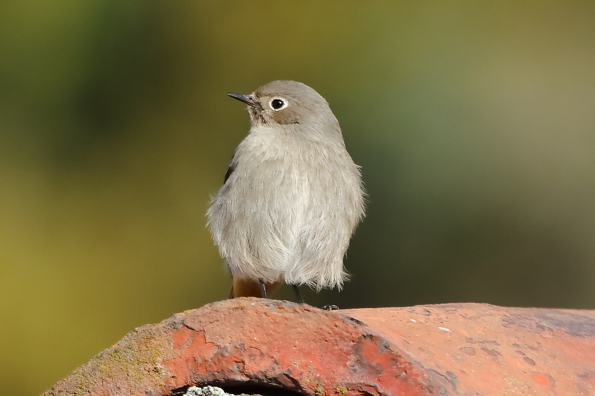 Redstart F 03-12-2023