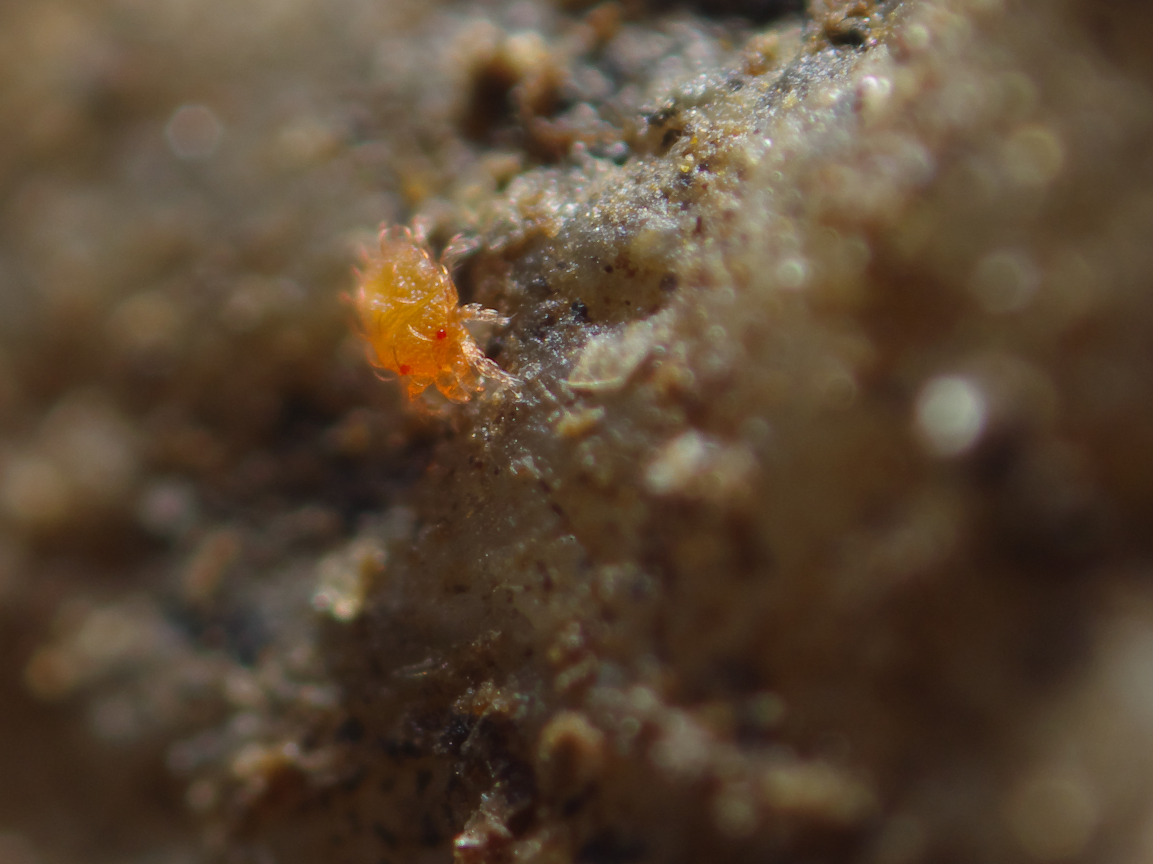 Piccolo acaro arancione