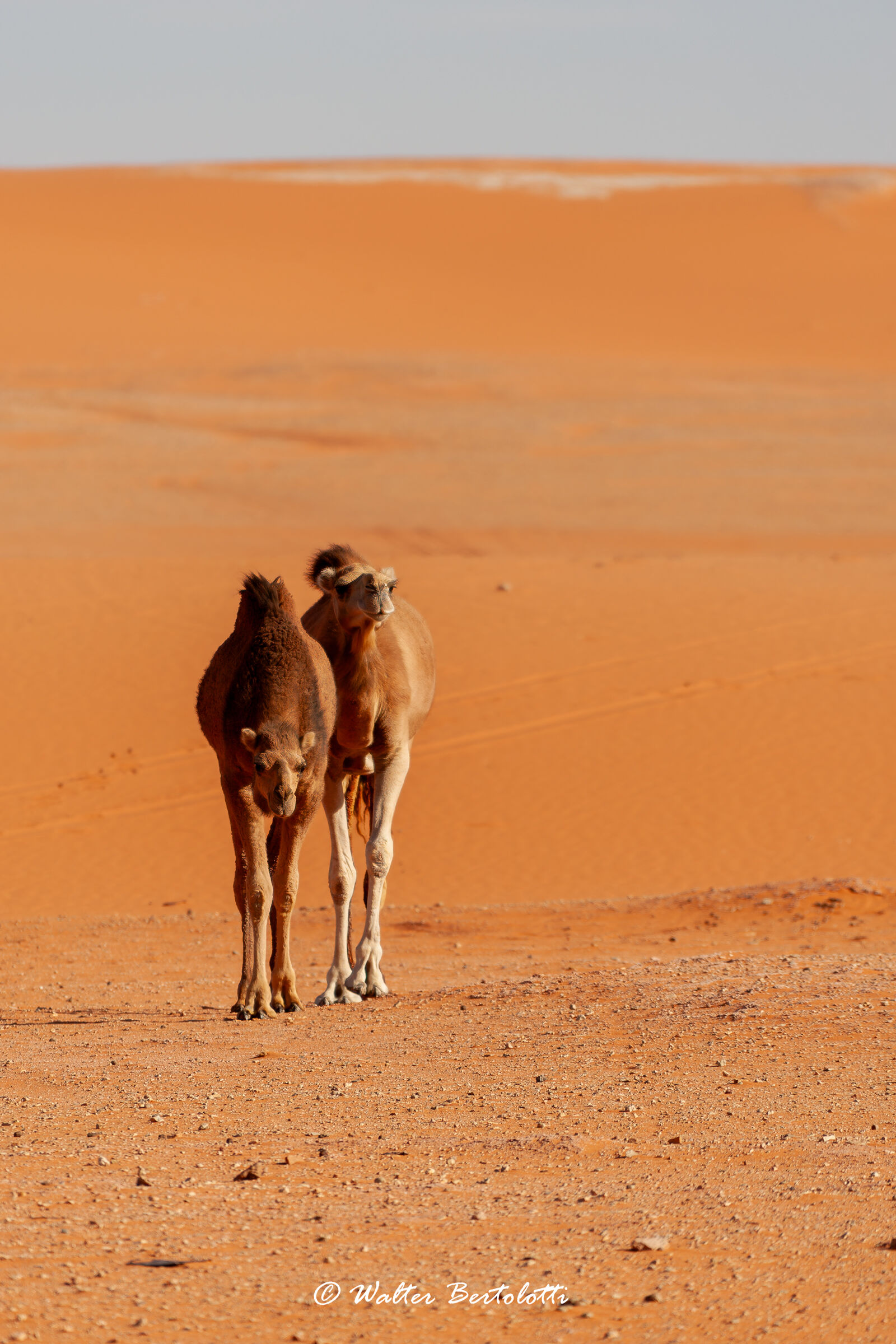 i padroni del deserto