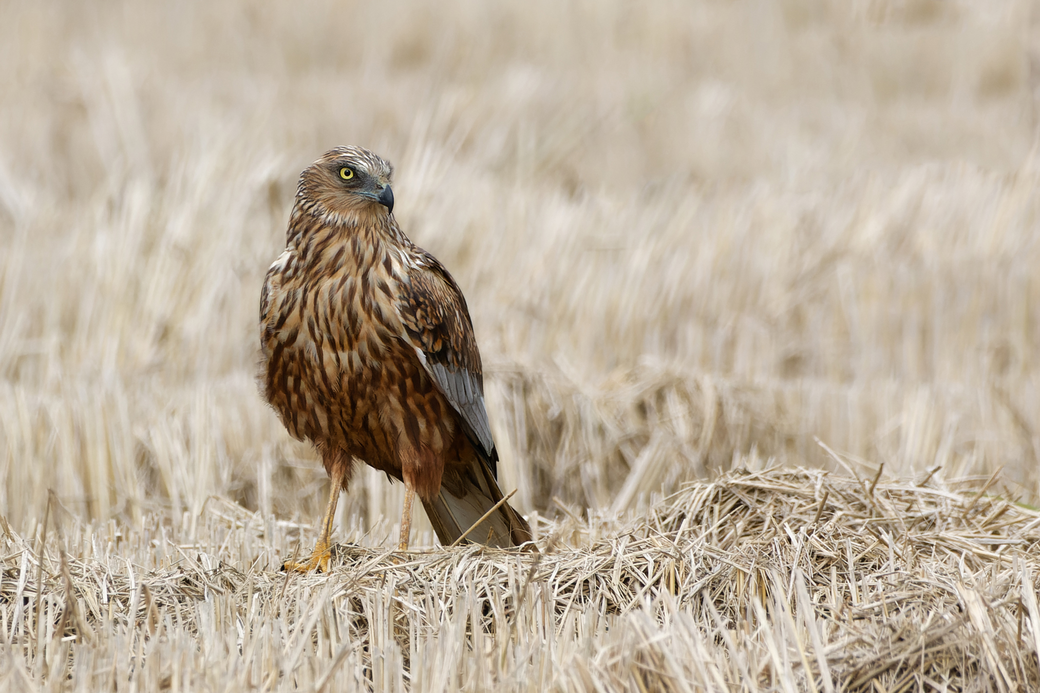 Falco di palude occidentale