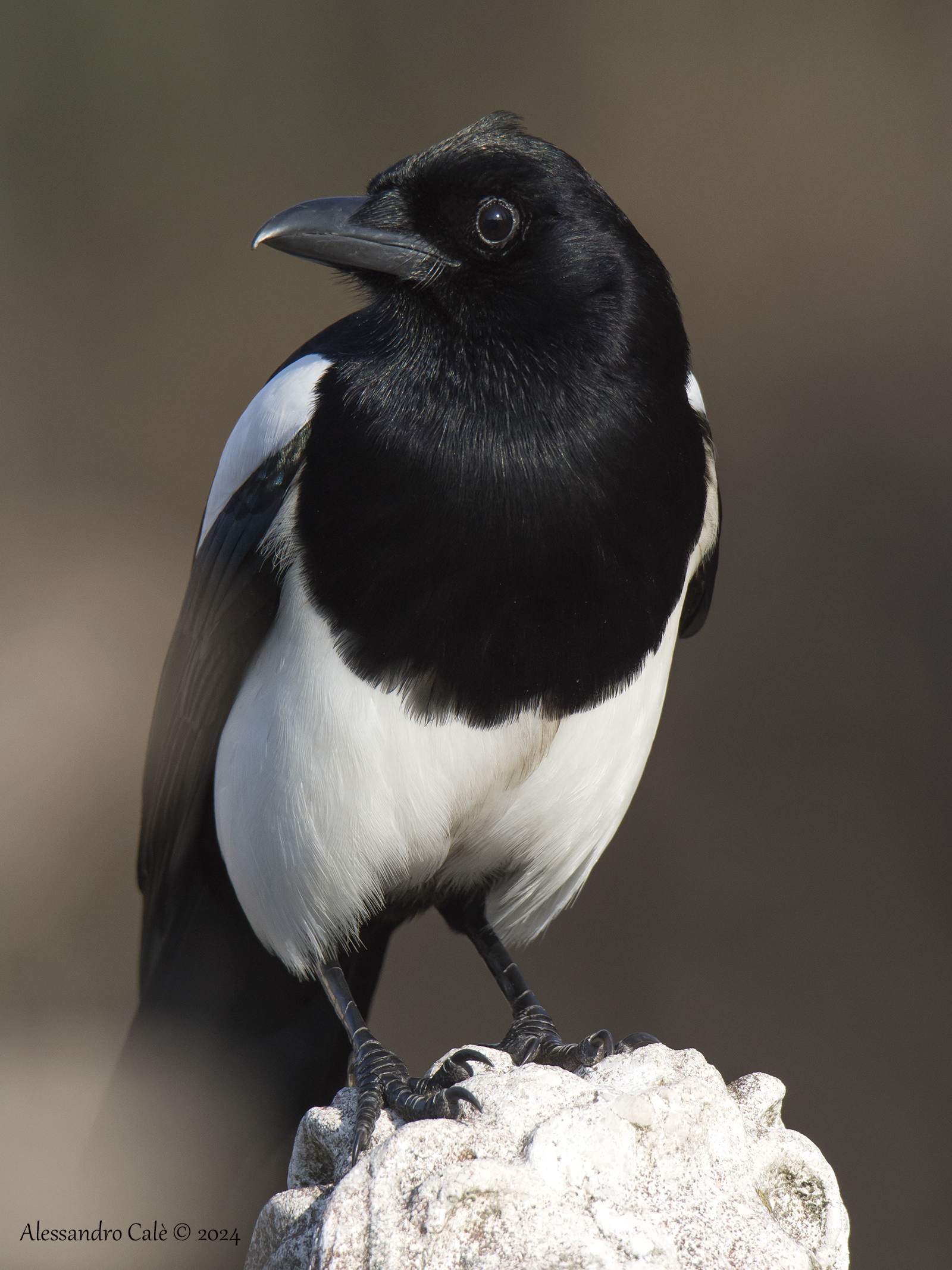 Pica pica (Gazza) 2081