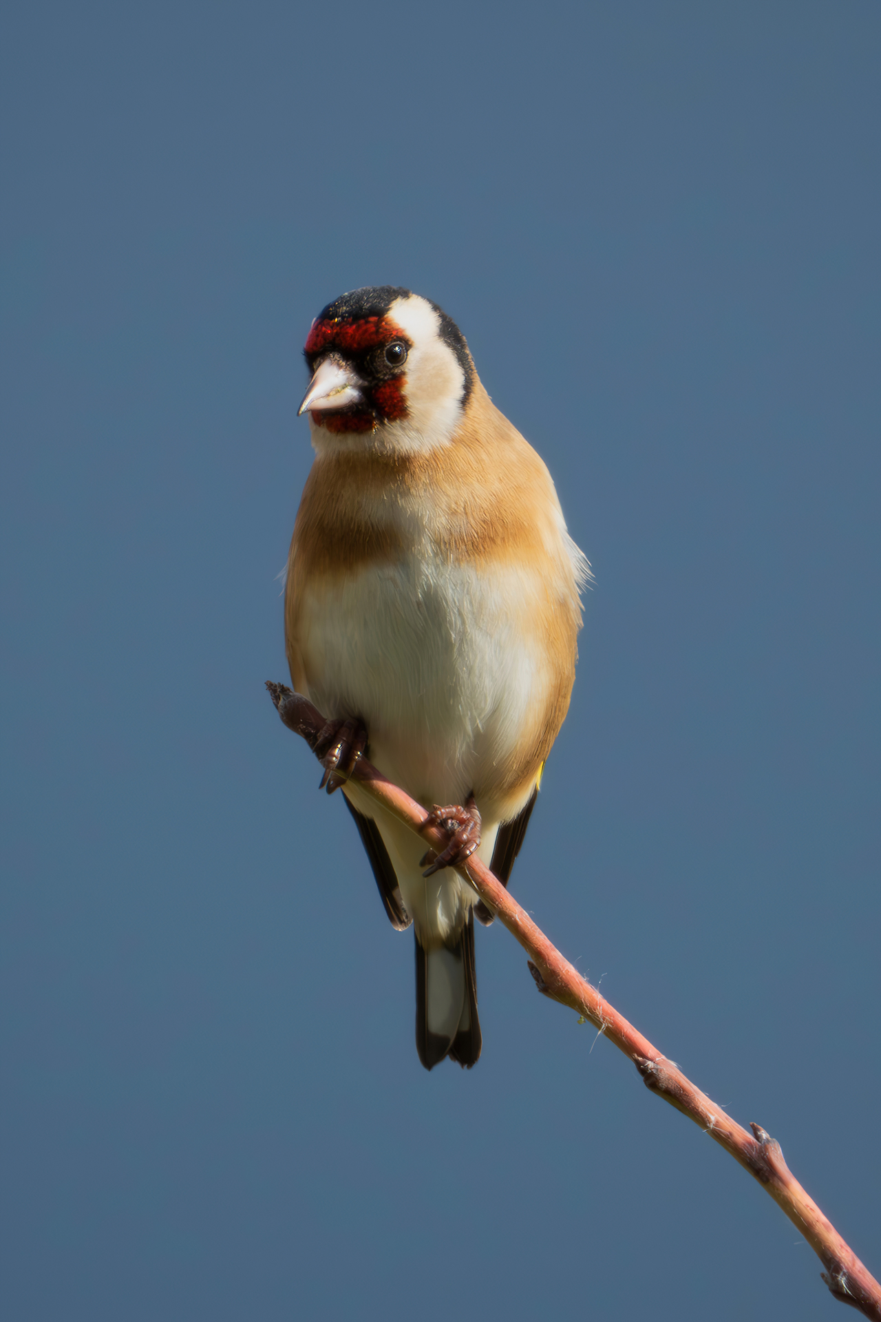 Goldfinch