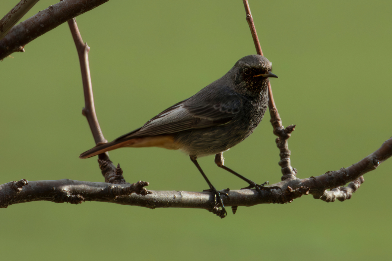 Redstart