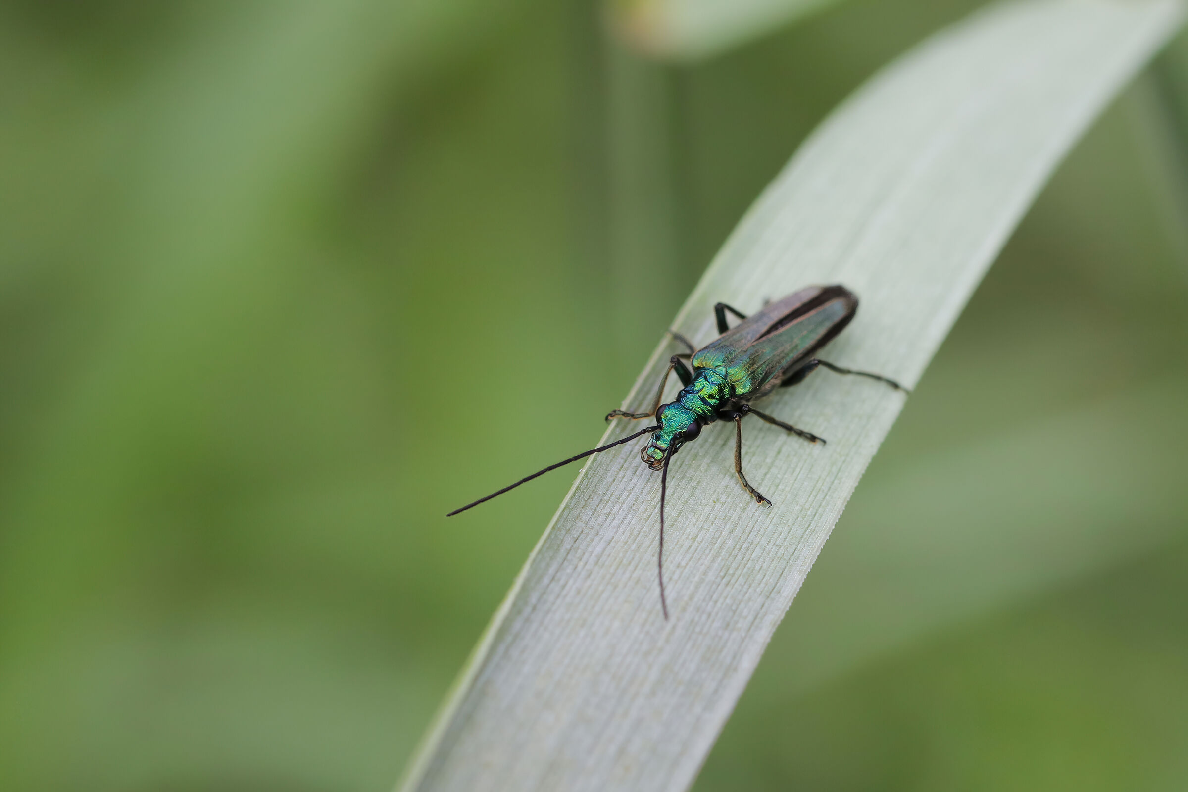 Oedemera sp. z o.o.