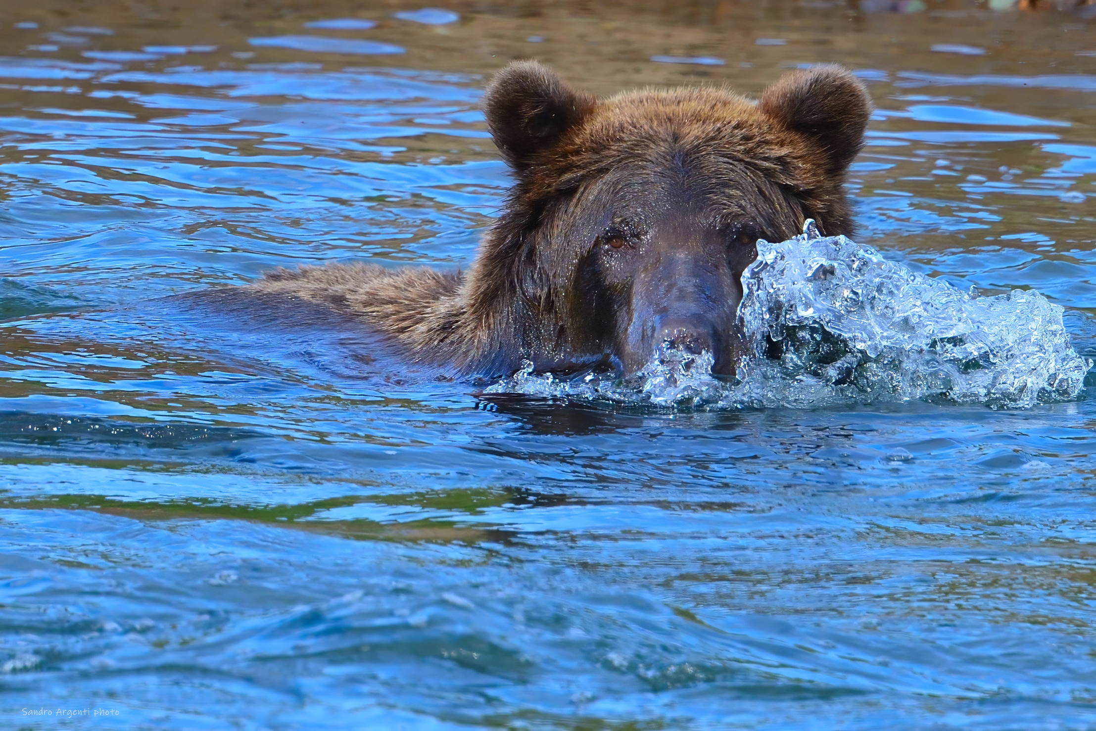 Orso Grizzly (Ursus arctos horribilis)