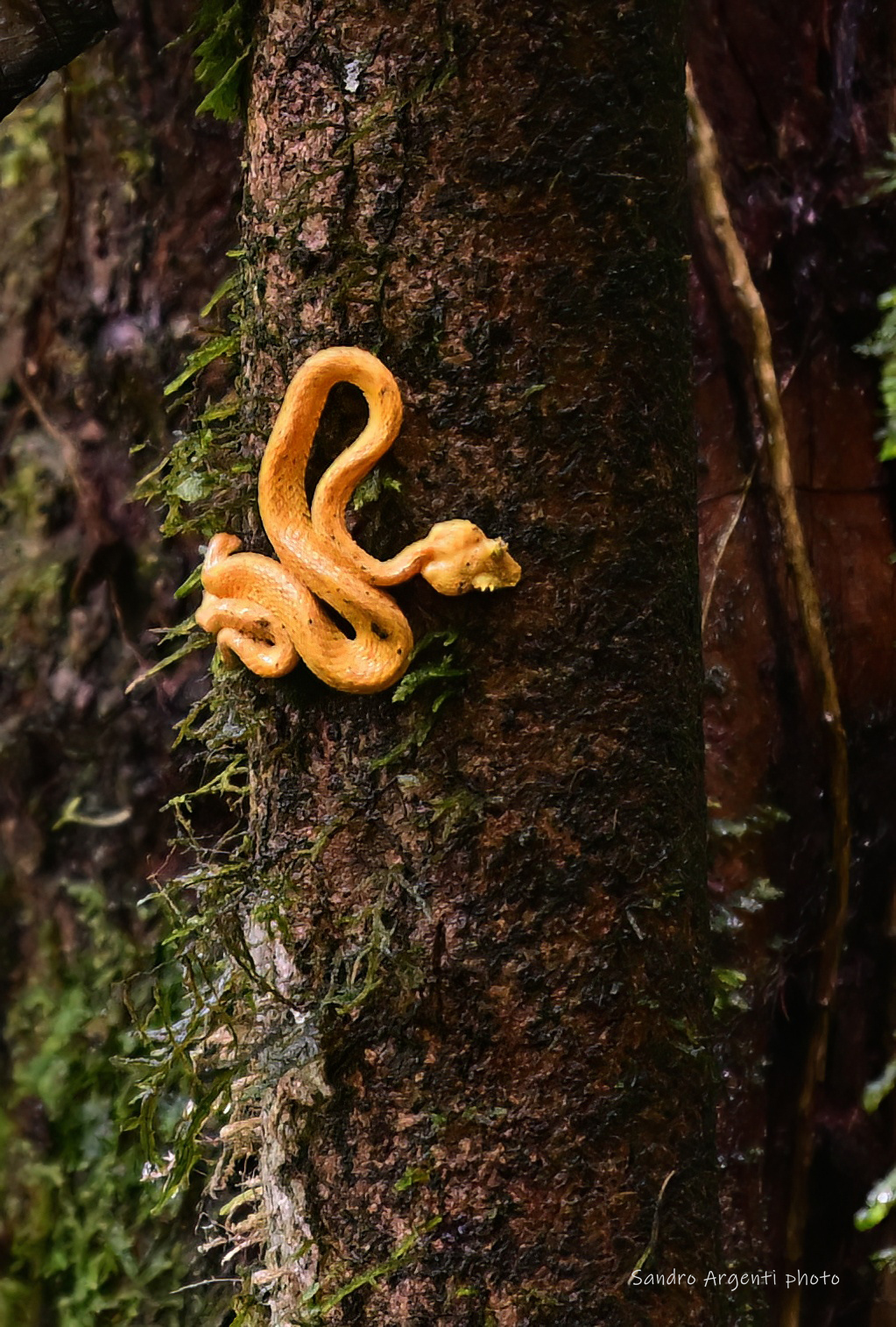 La vipera delle palme (Bothriechis schlegelii)