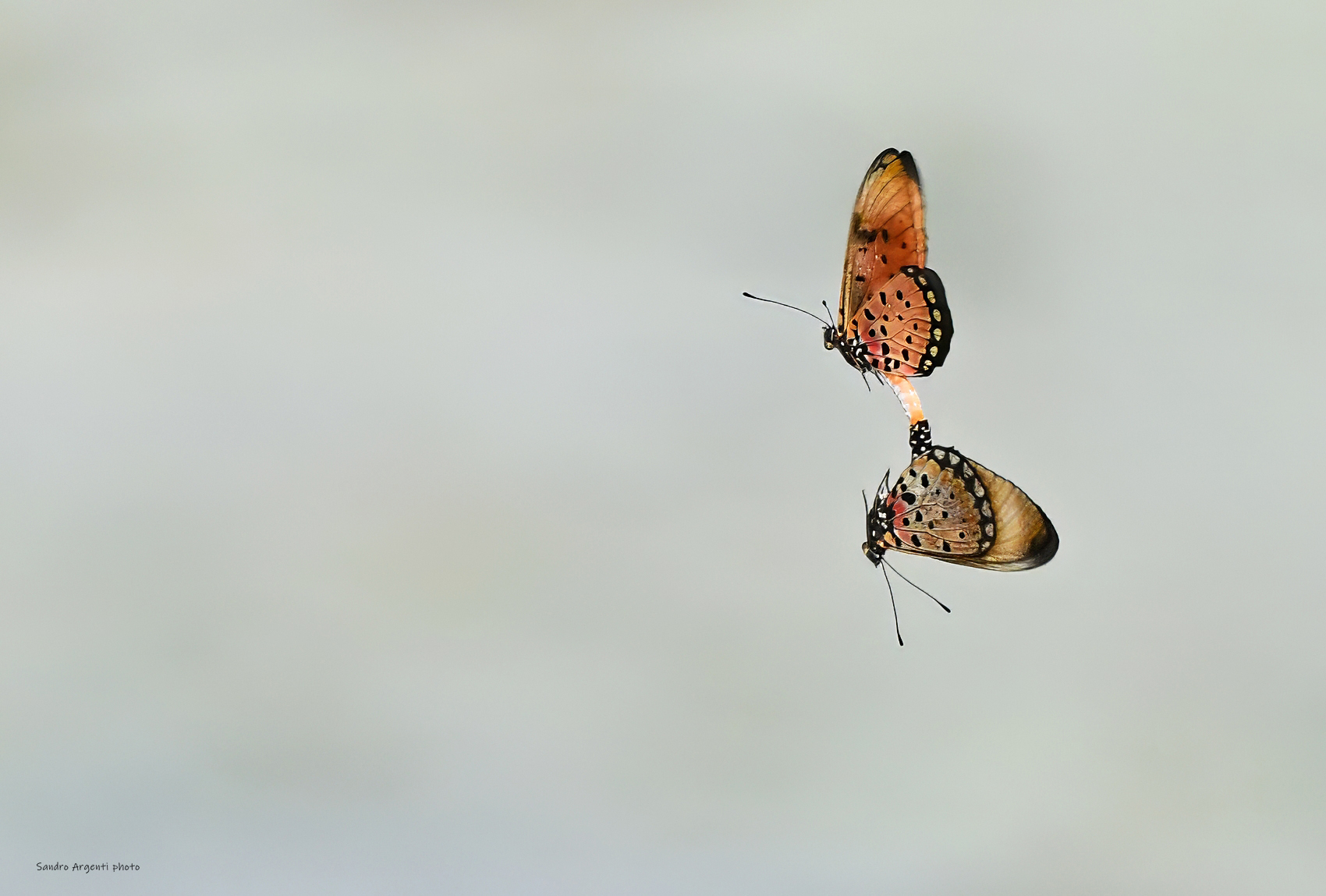 Accoppiamento in volo fra due farfalle. Zanzibar
