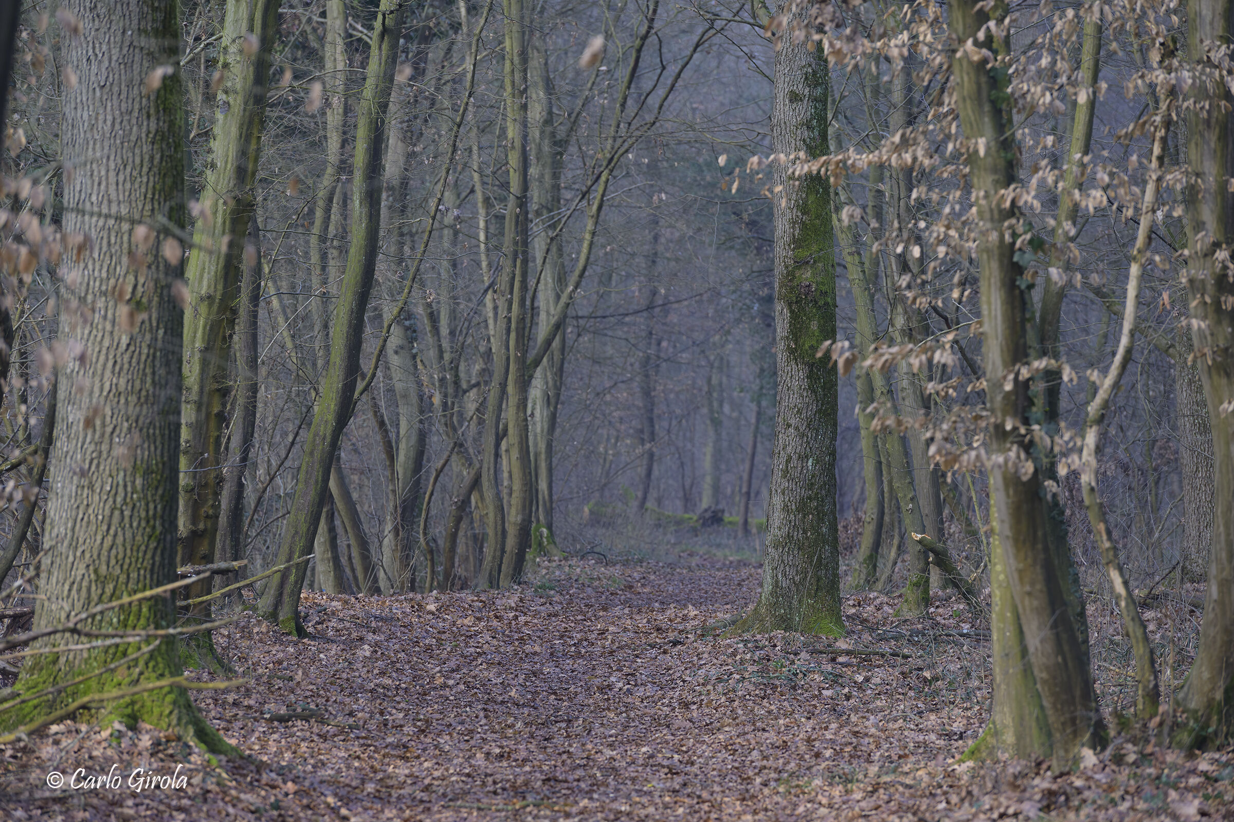 Sentiero di gennaio al bosco del Ticino