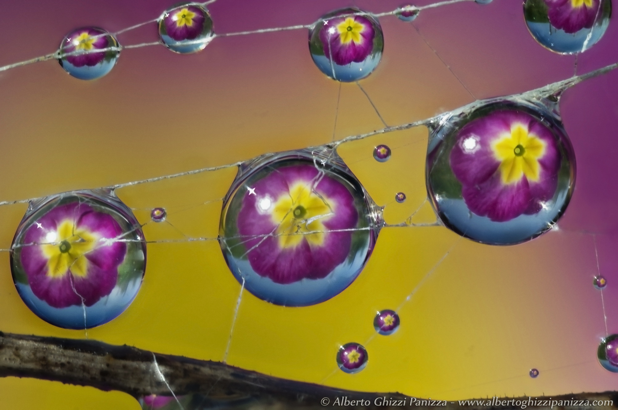 Gocciolone di rugiada #2