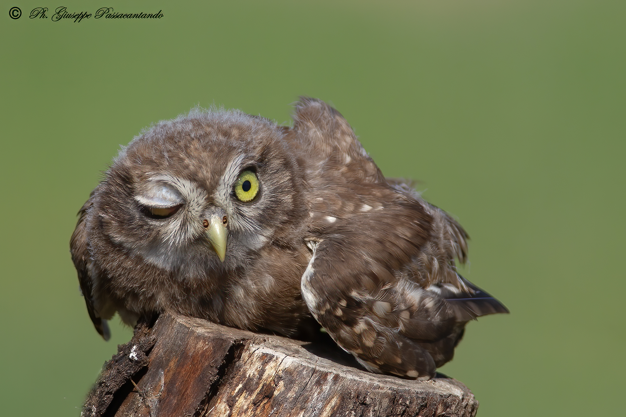 giovane civetta che fa l'occhiolino