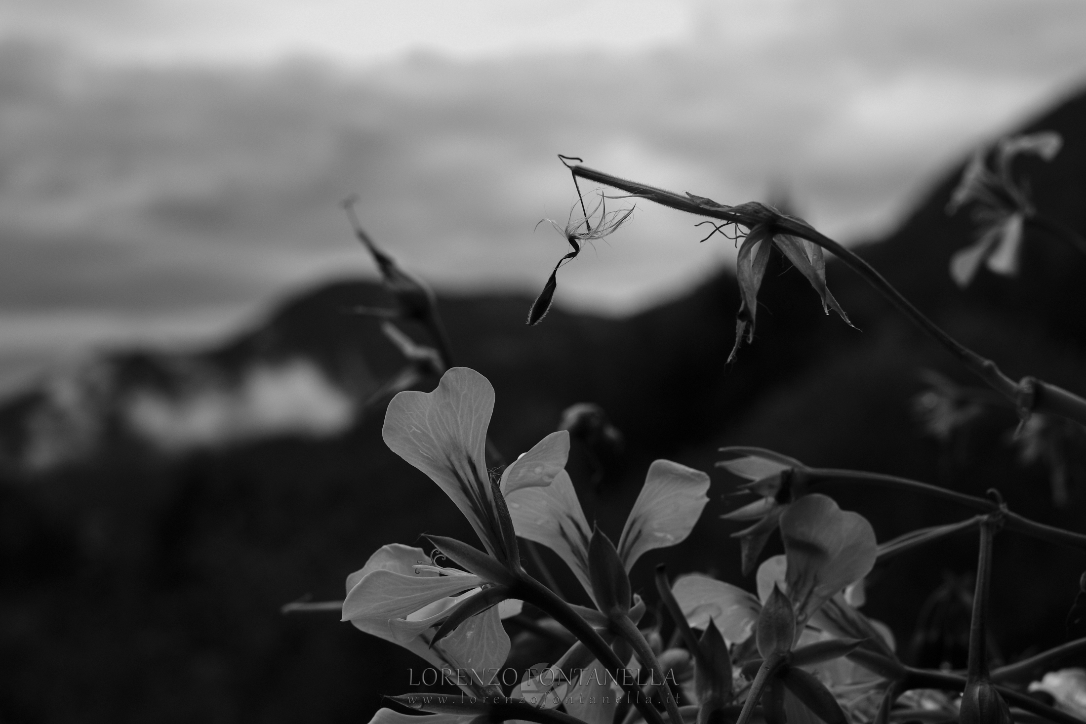 Geranio BW