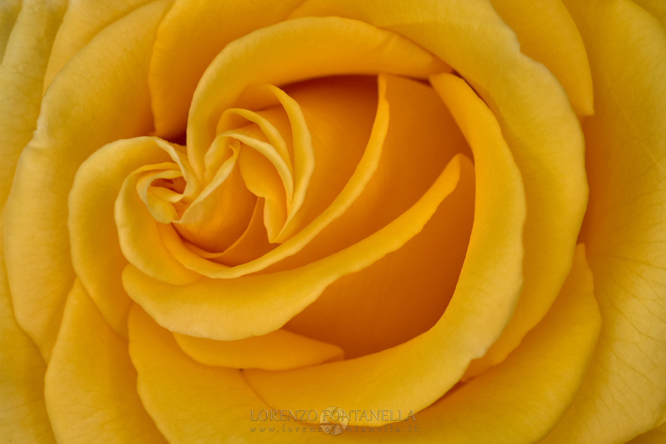 Yellow Rose